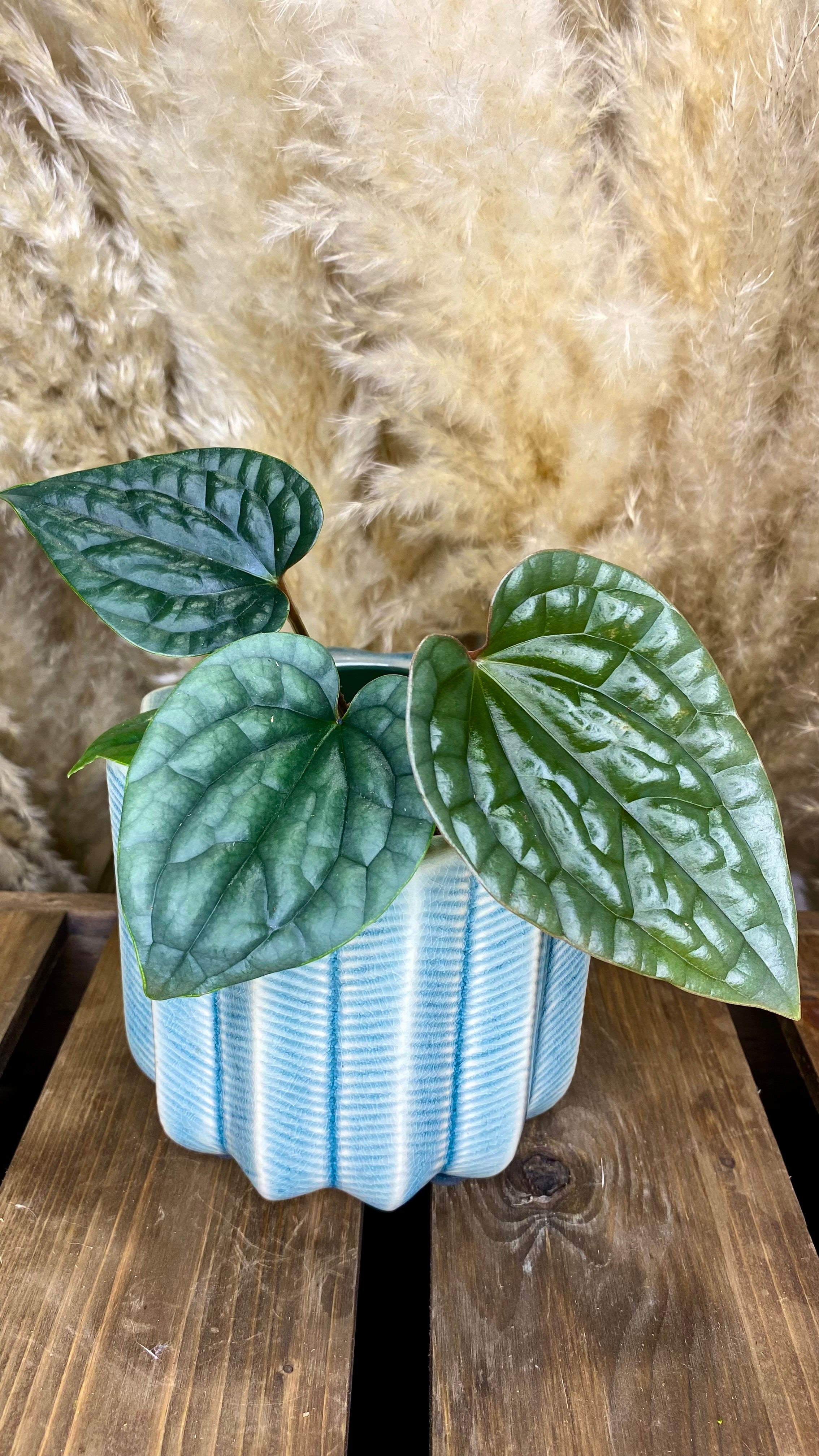 anthurium luxurians platinum Platinum Luxurian 4" – Wilderly