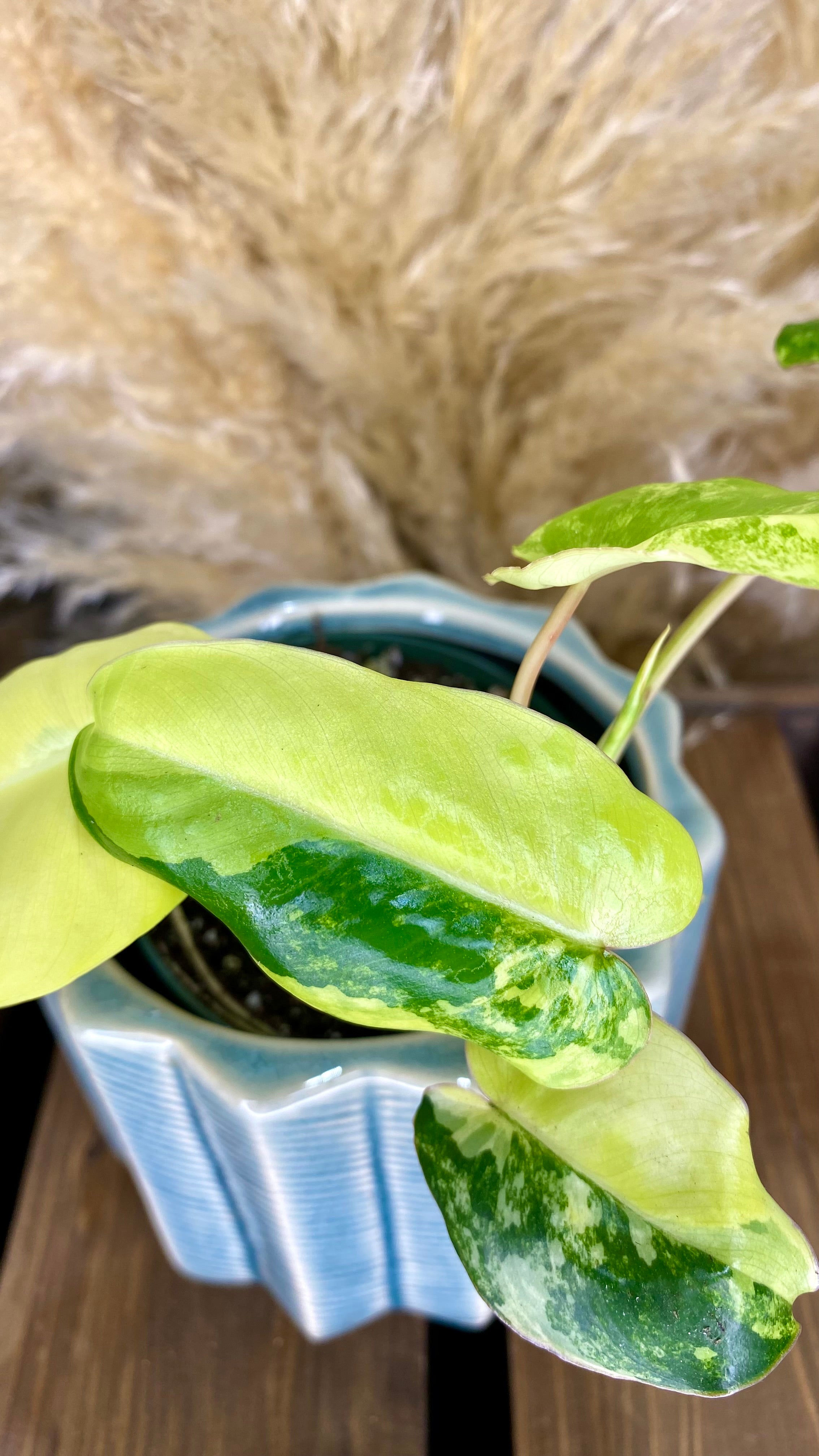 Philodendron burlemarx variegated (WP02)