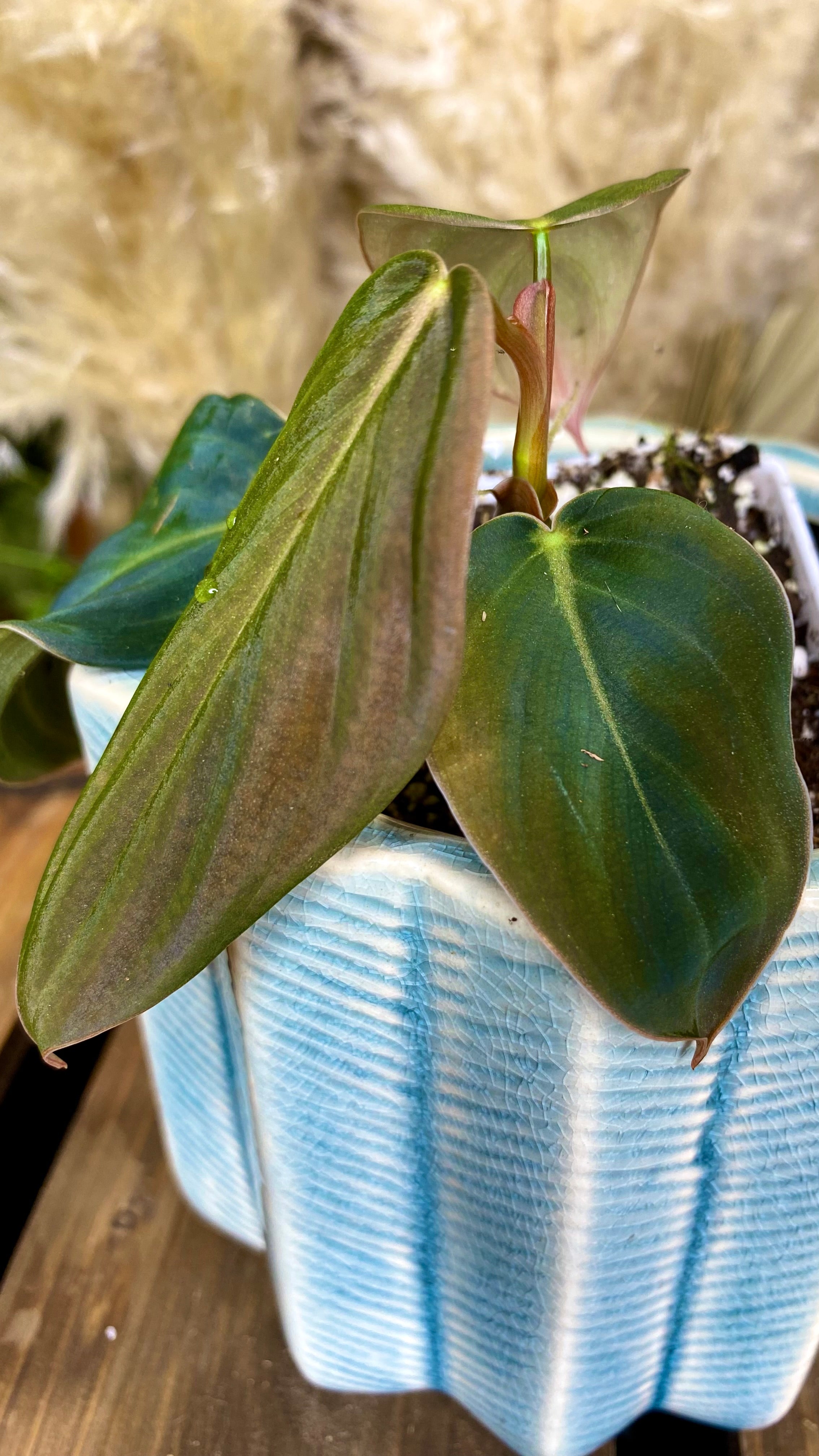 Philodendron Gigas (WP066)