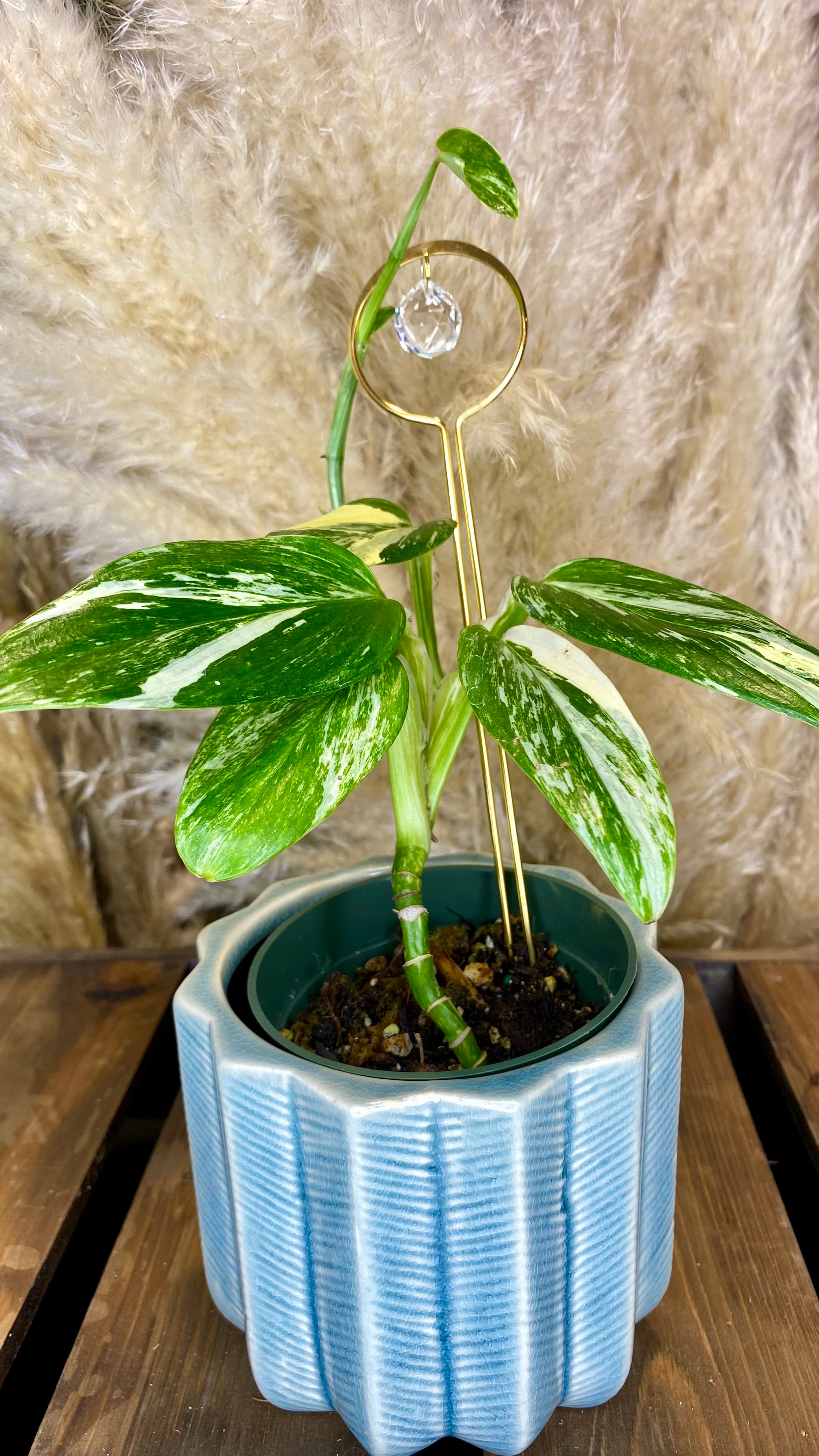 Monstera Standleyana Aurea