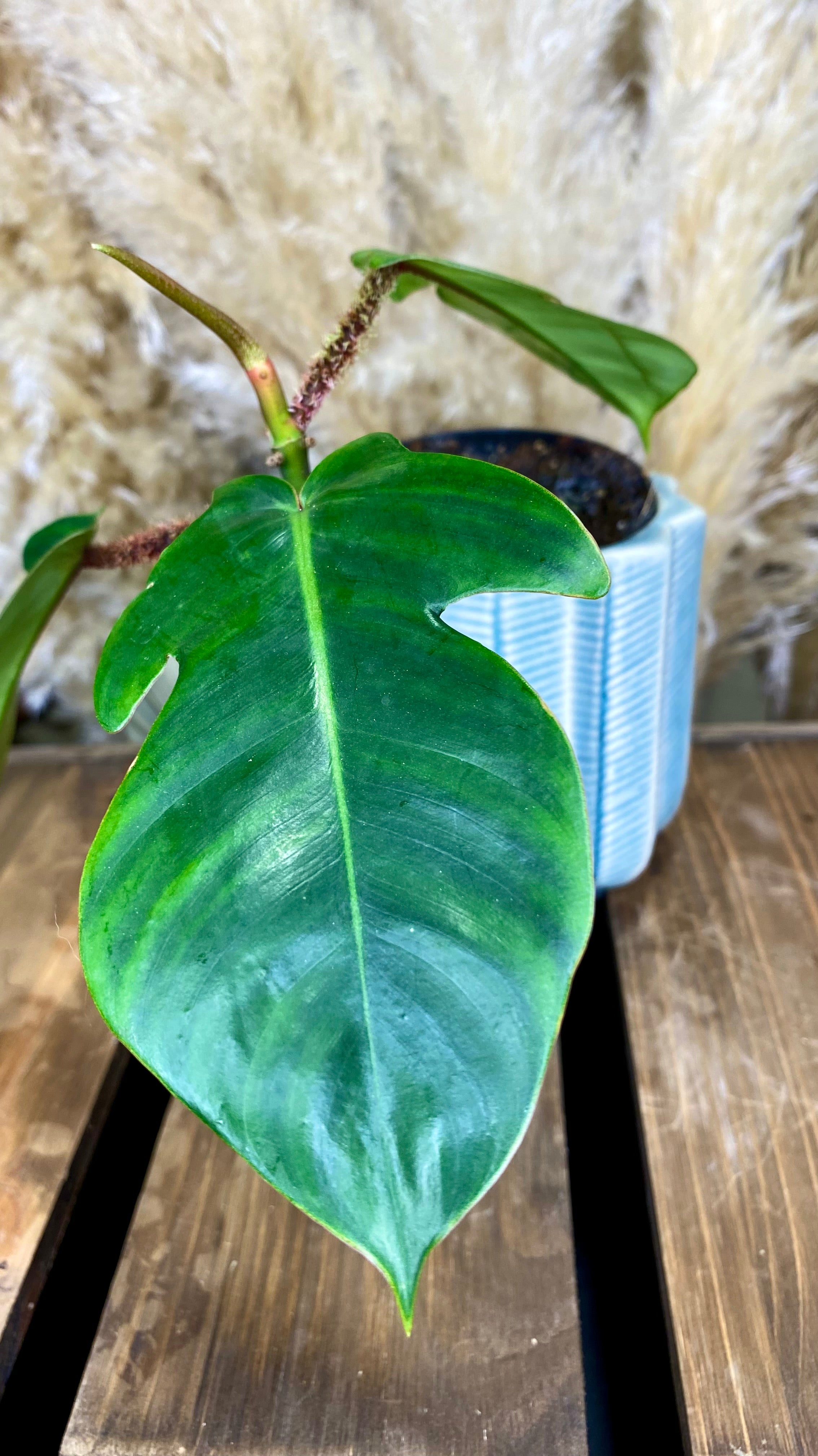 Philodendron Red Bristle