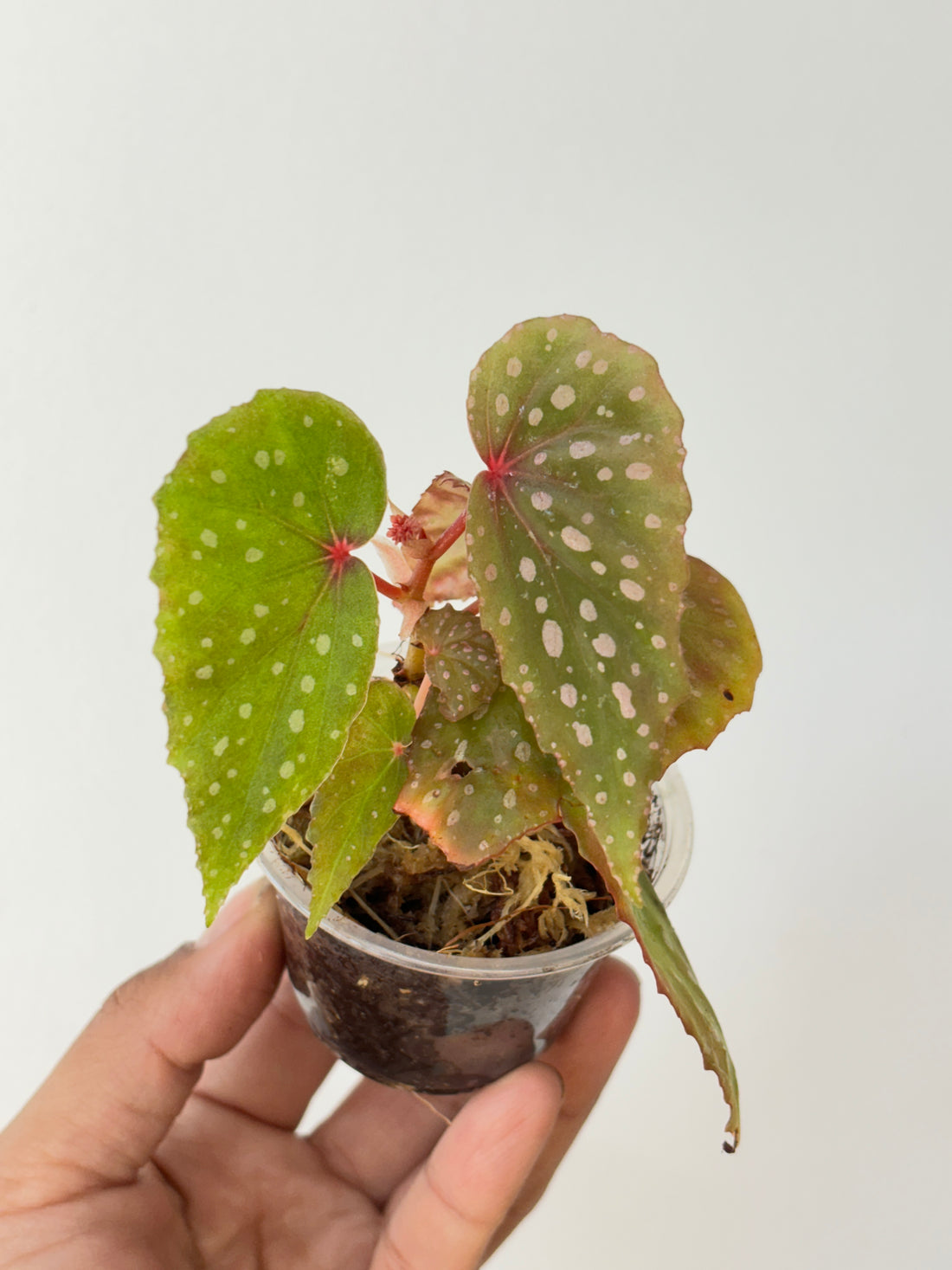 Begonia malachosticta