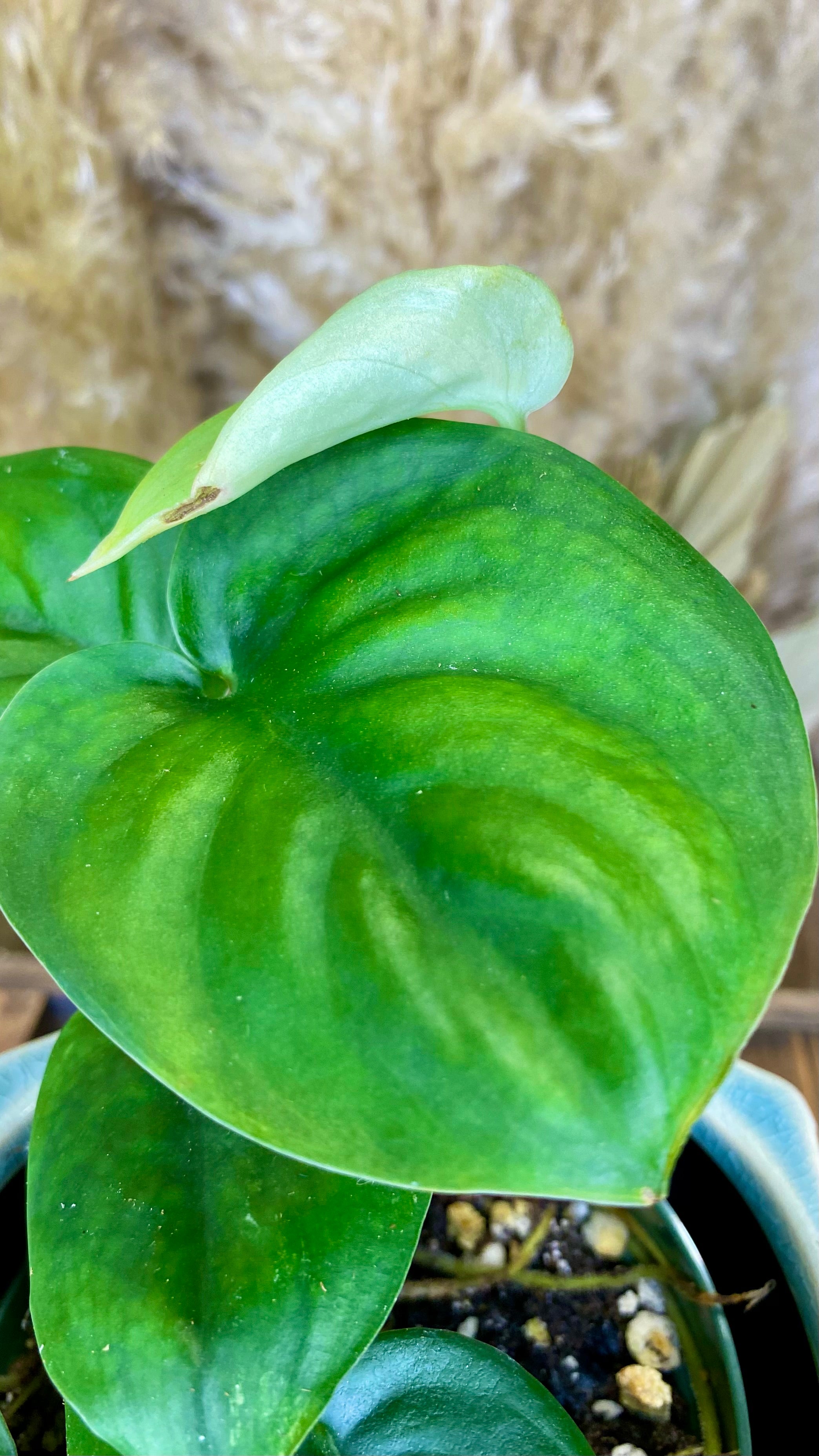 Scindapsus Jade Satin