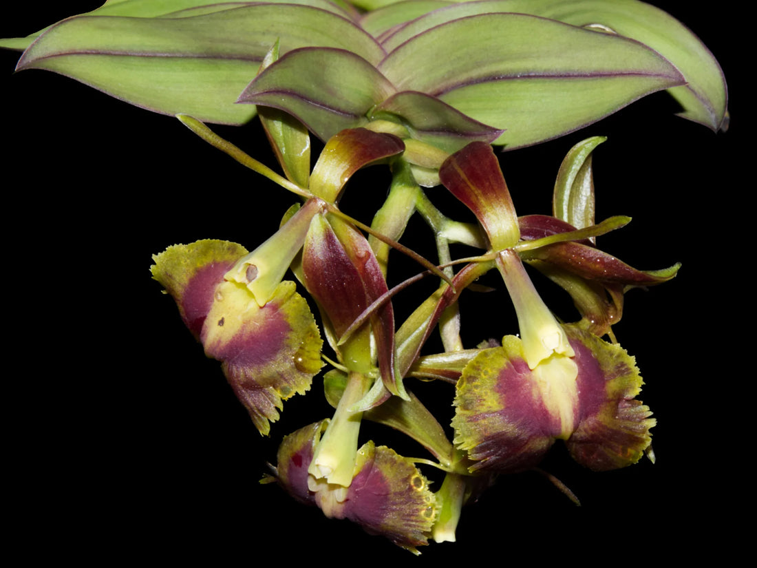 Epidendrum cotacachi