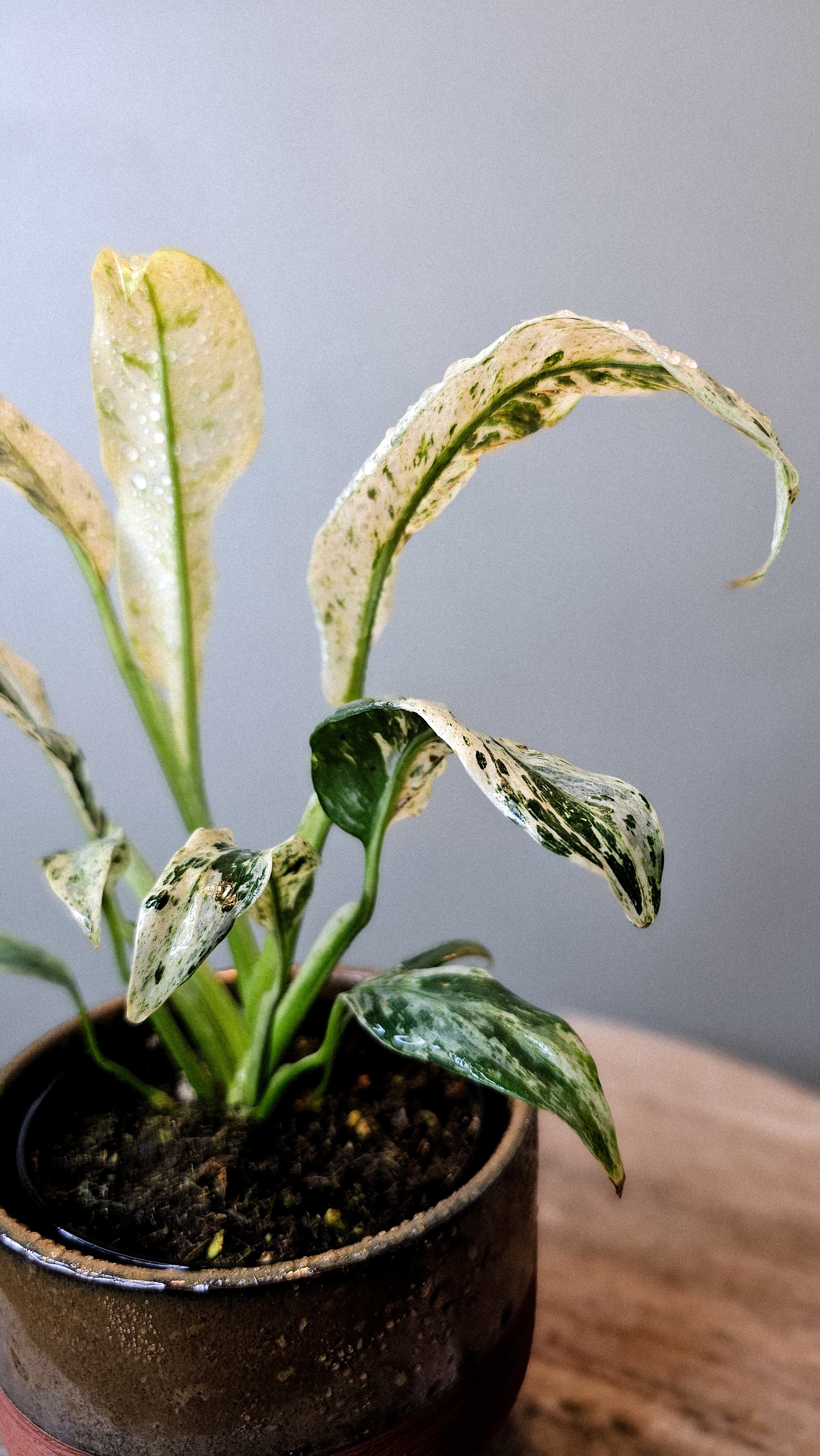 Epipremnum Giganteum Variegated 4"