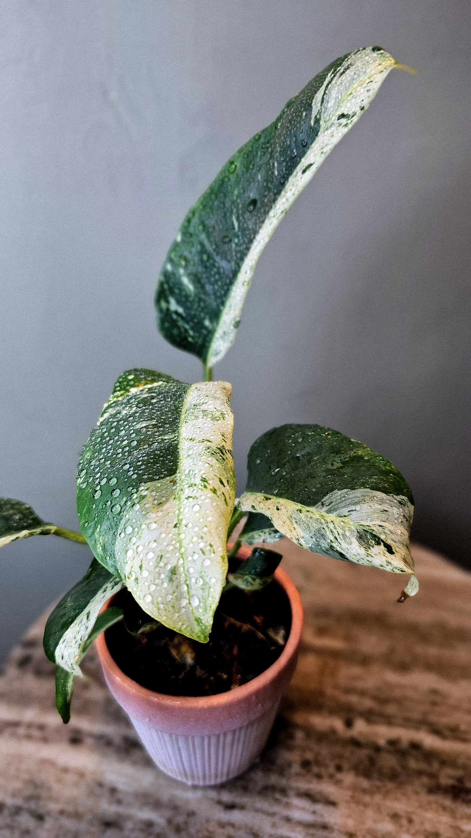 Epipremnum Giganteum Variegated 4"