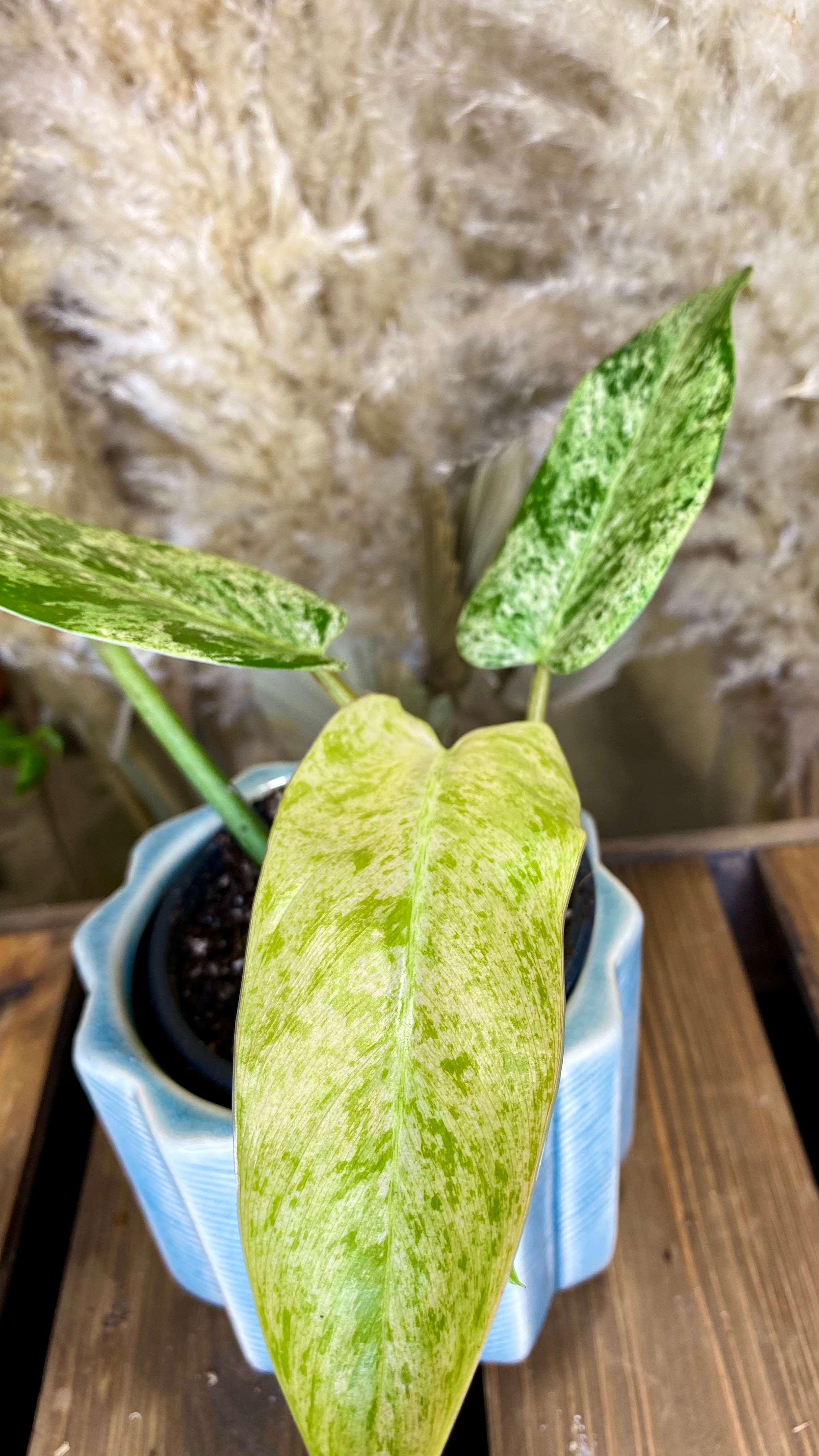 Philodendron Domesticum Marble Variegated (WP50)