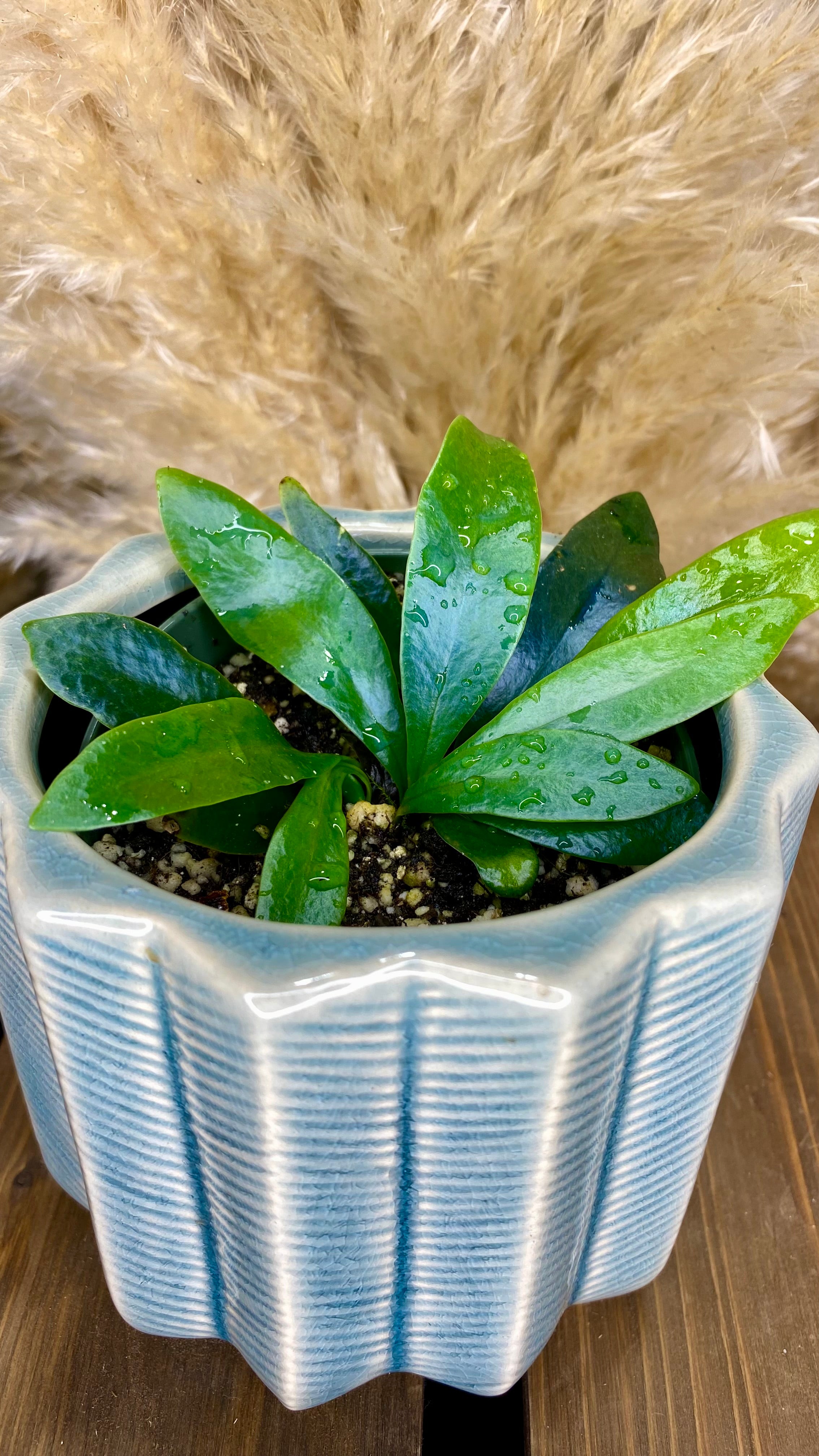 Blue Oil Fern Microsorum Thailandicum