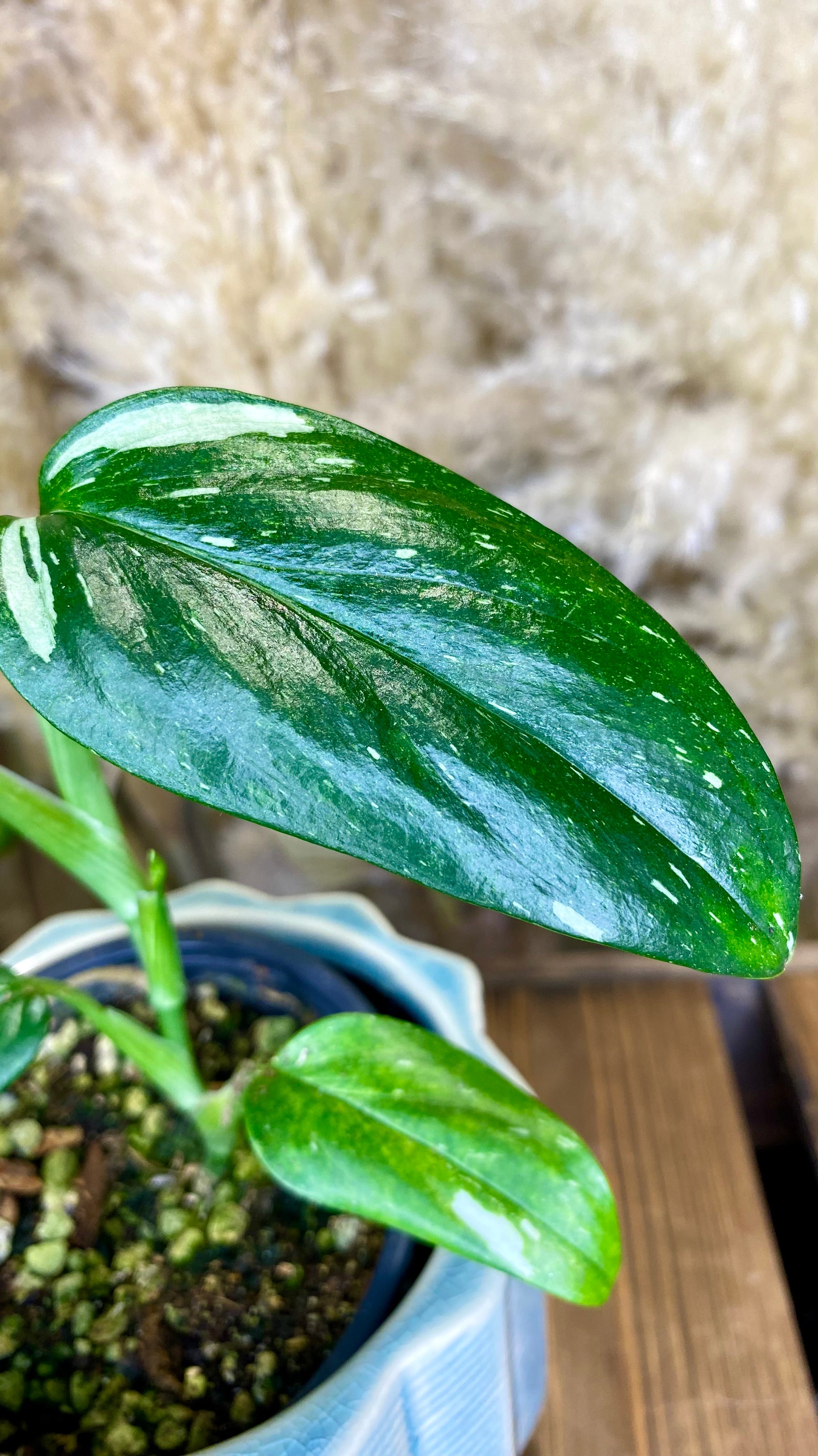 Monstera Standleyana Albo