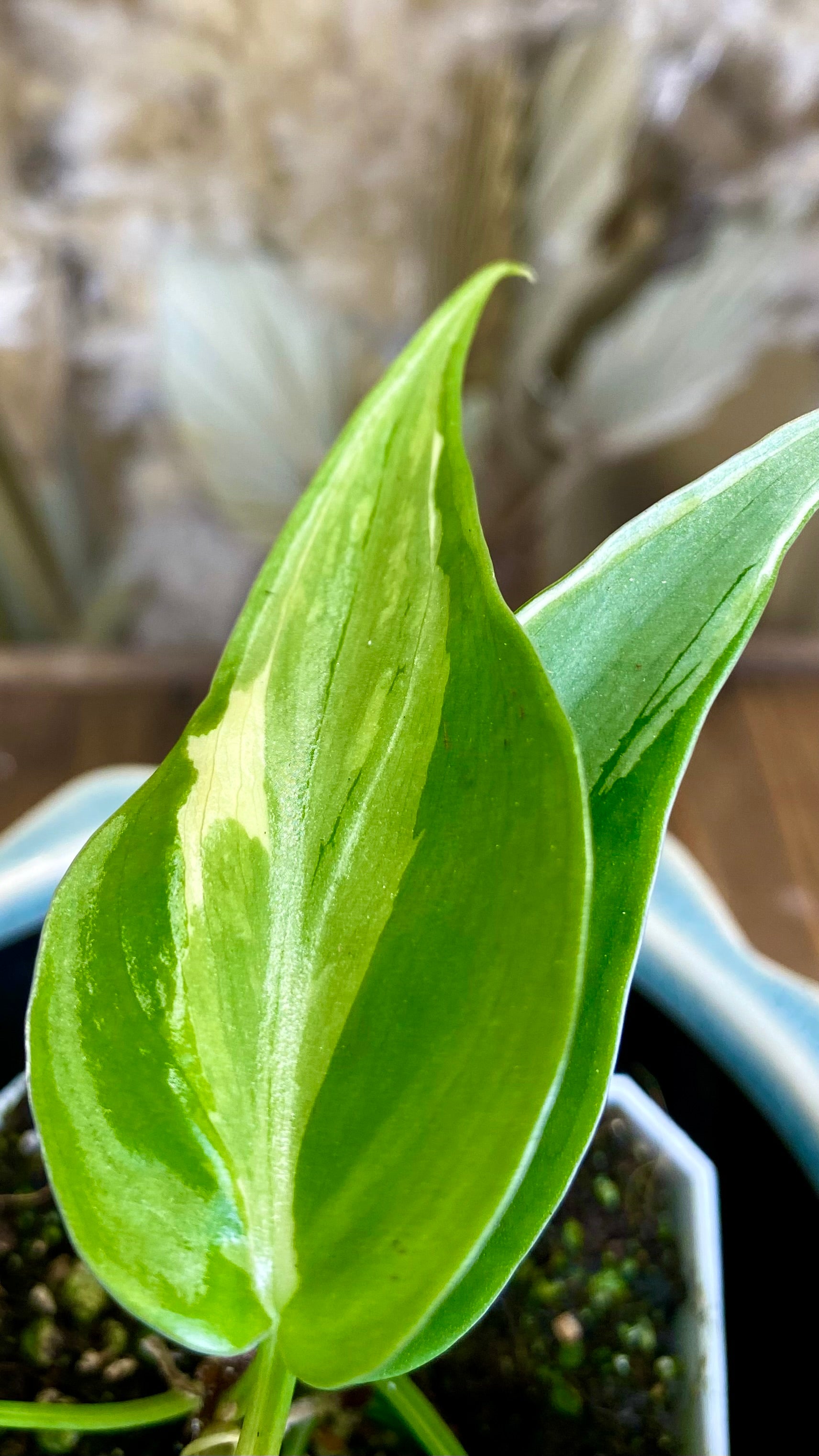 Philodendron Rio (WP055)