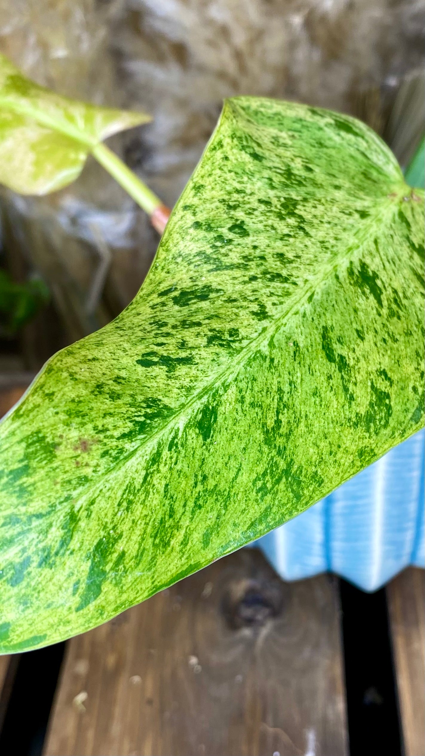 Philodendron Domesticum Marble Variegated (WP53)