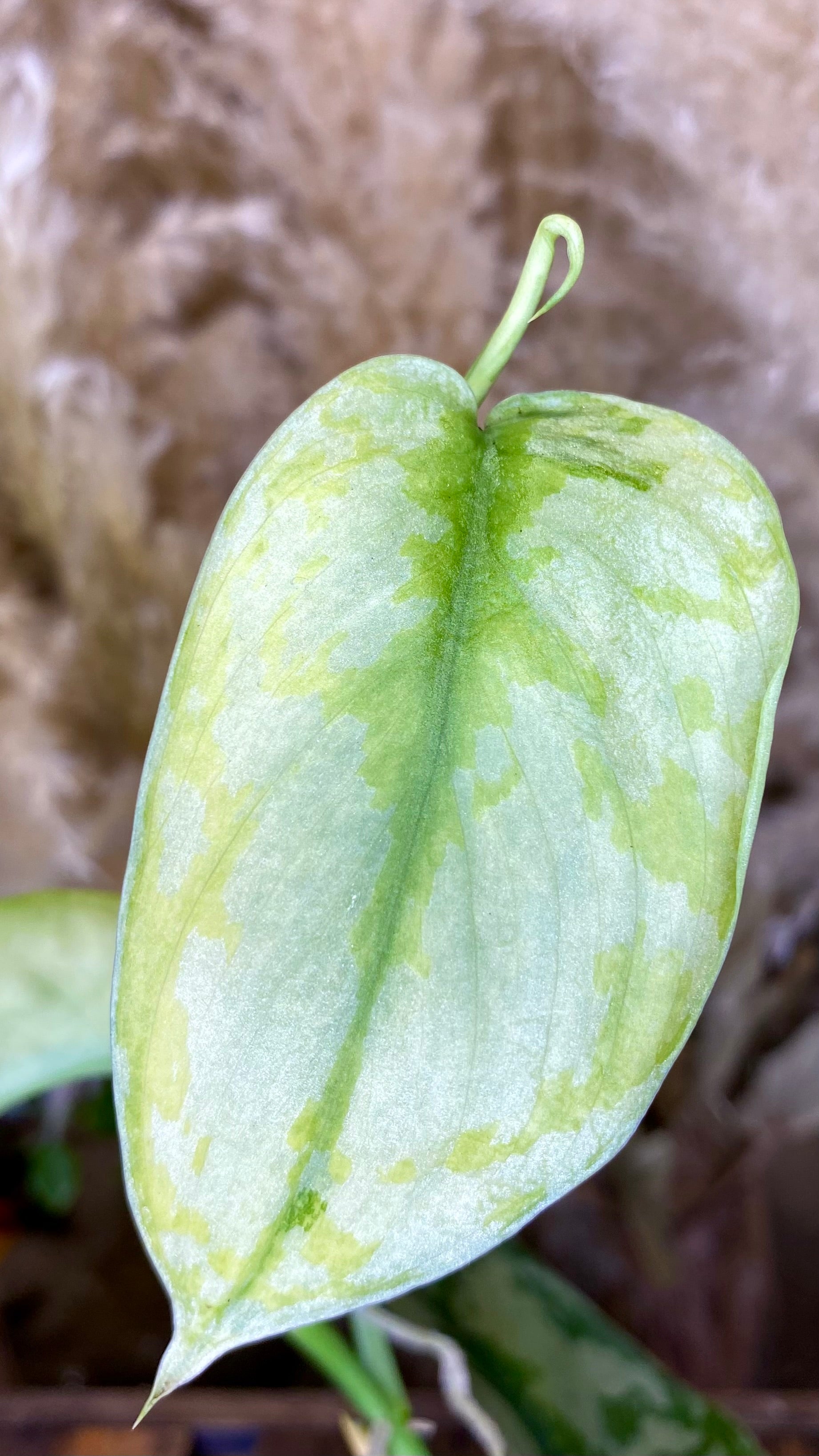 Scindapsus Lakambini Variegated (WS03)