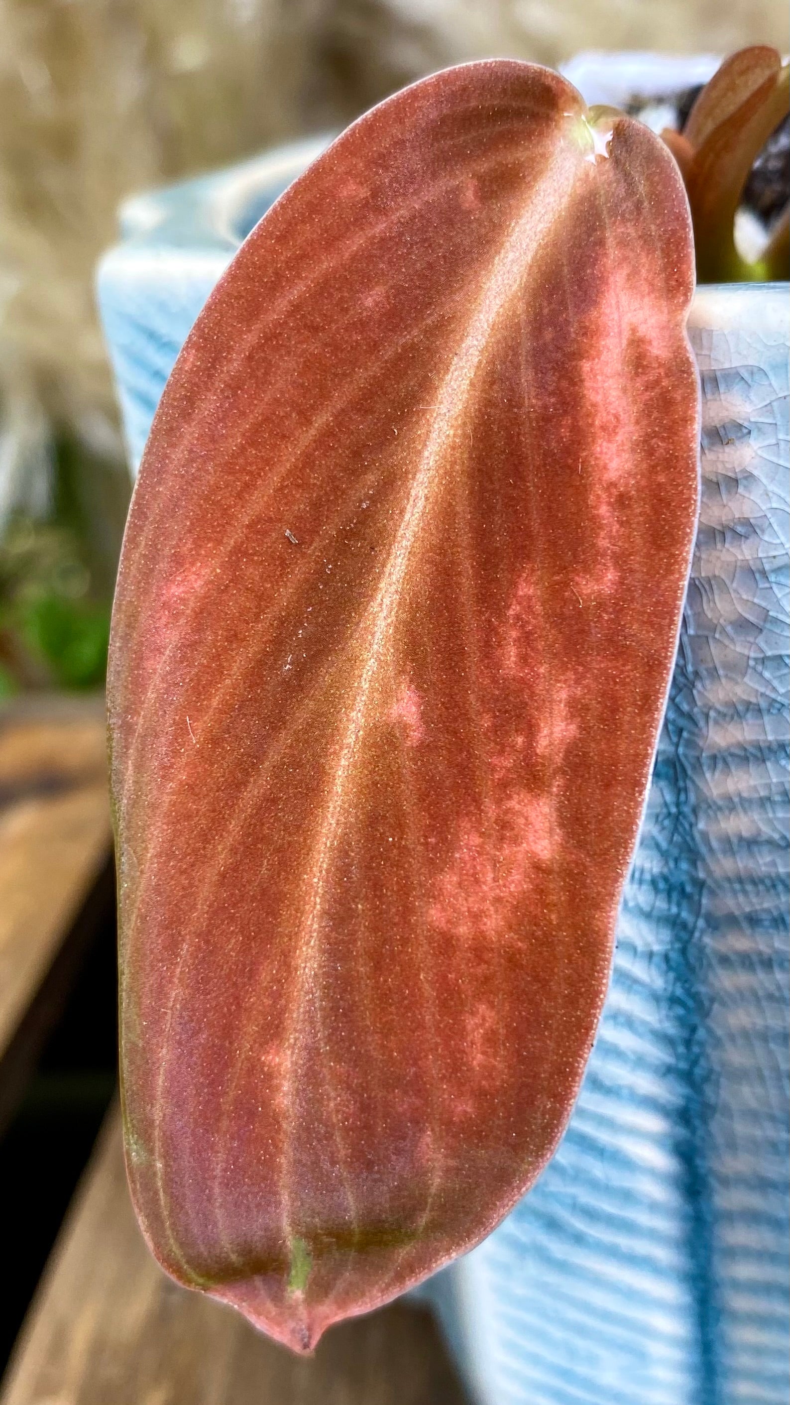 Philodendron Gigas (WP067)