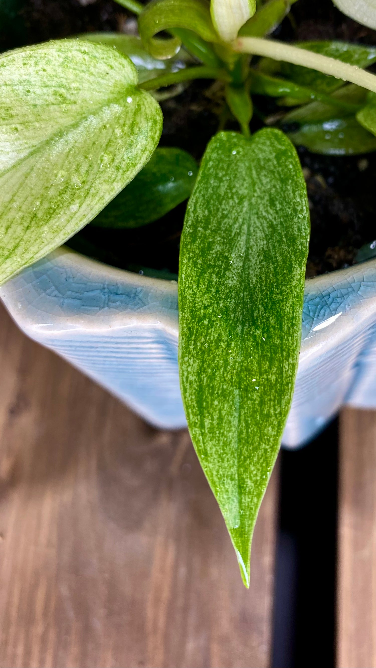 Philodendron Florida Ghost 4"