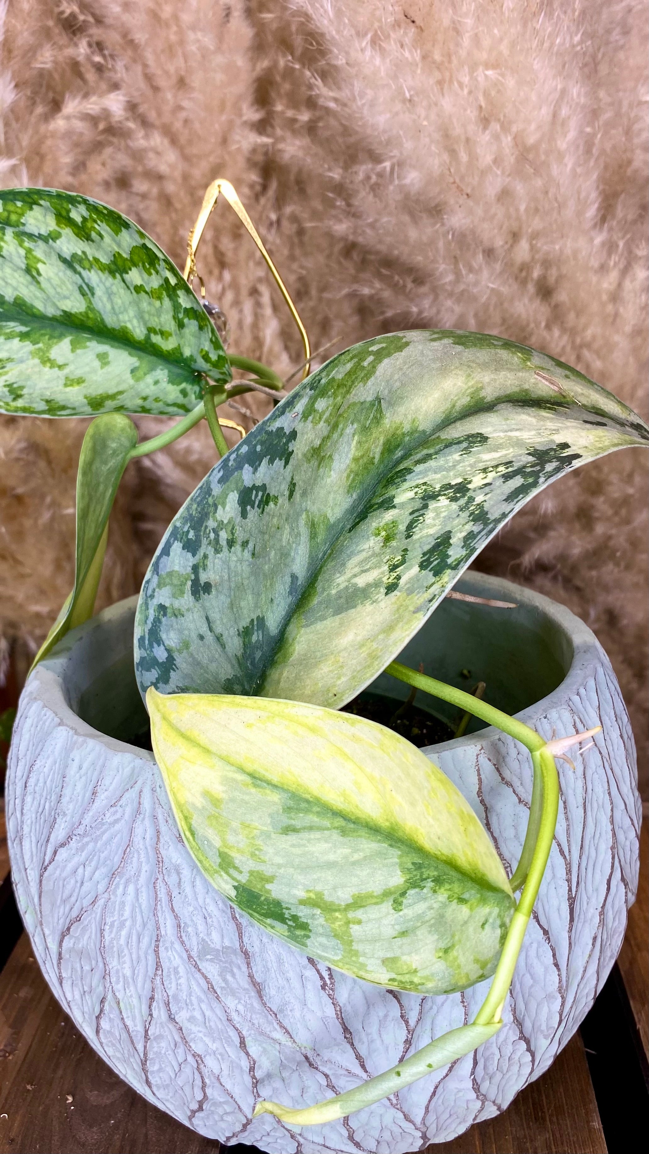 Scindapsus Lakambini Variegated