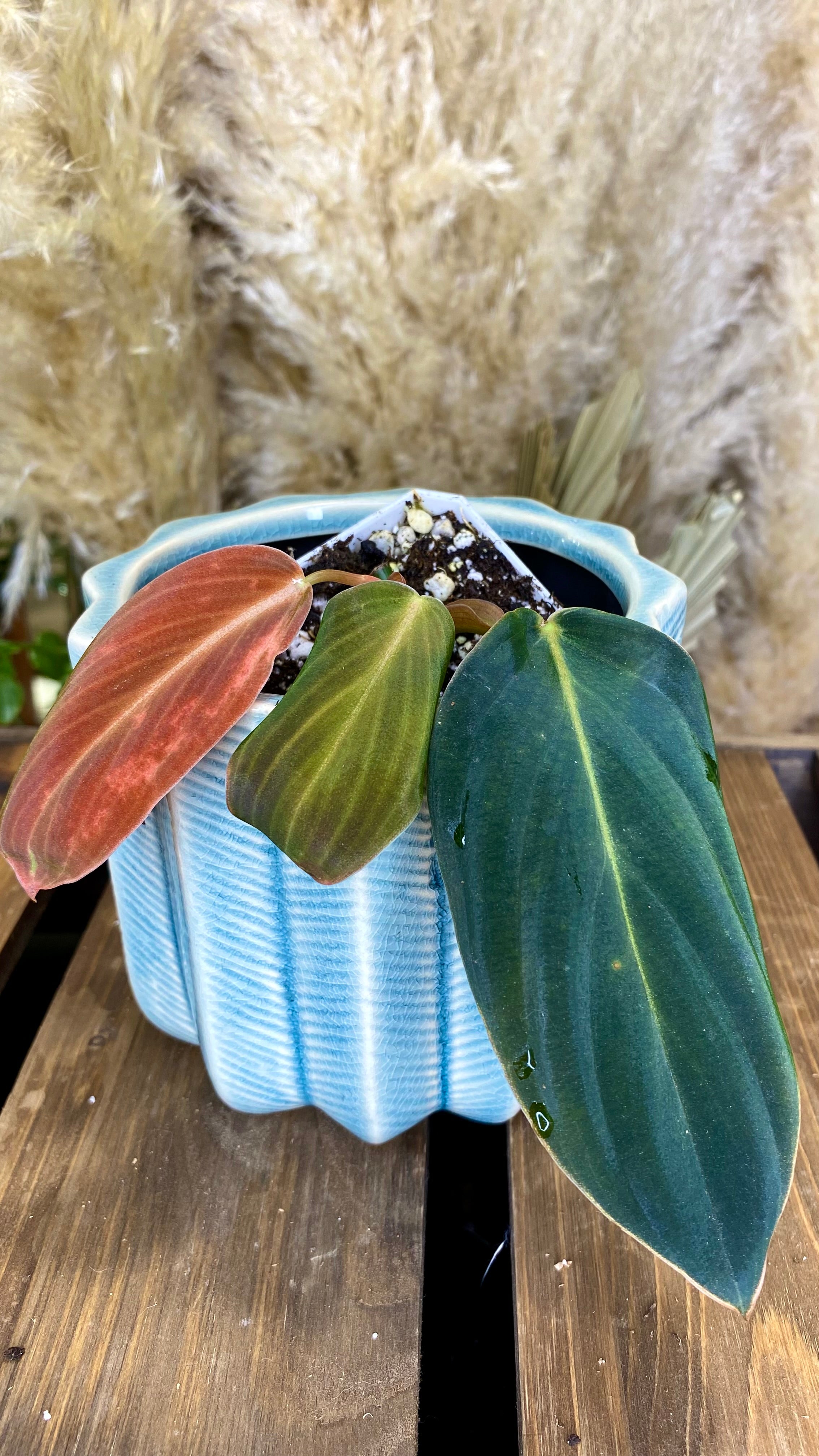 Philodendron Gigas (WP067)