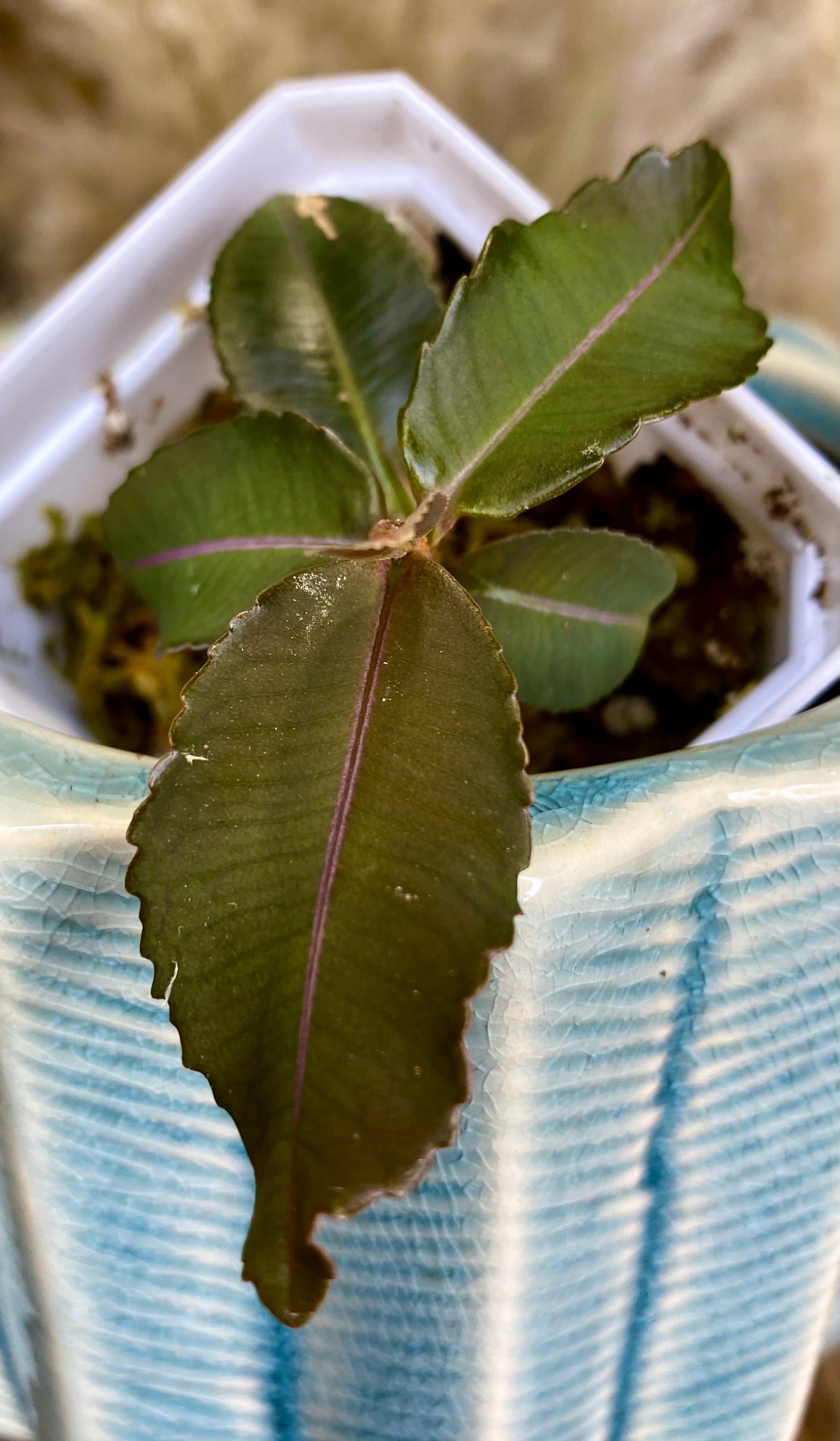 Labisia Pumila Pink Line (WL 12)