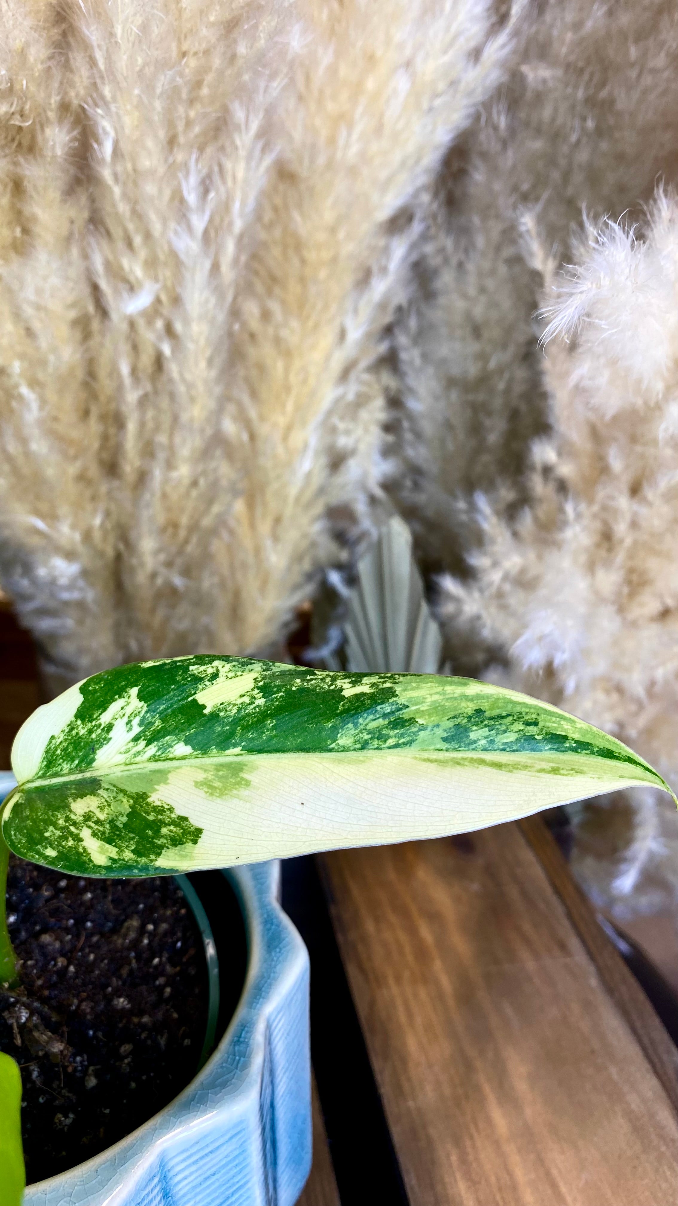 Philodendron Domesticum Variegated
