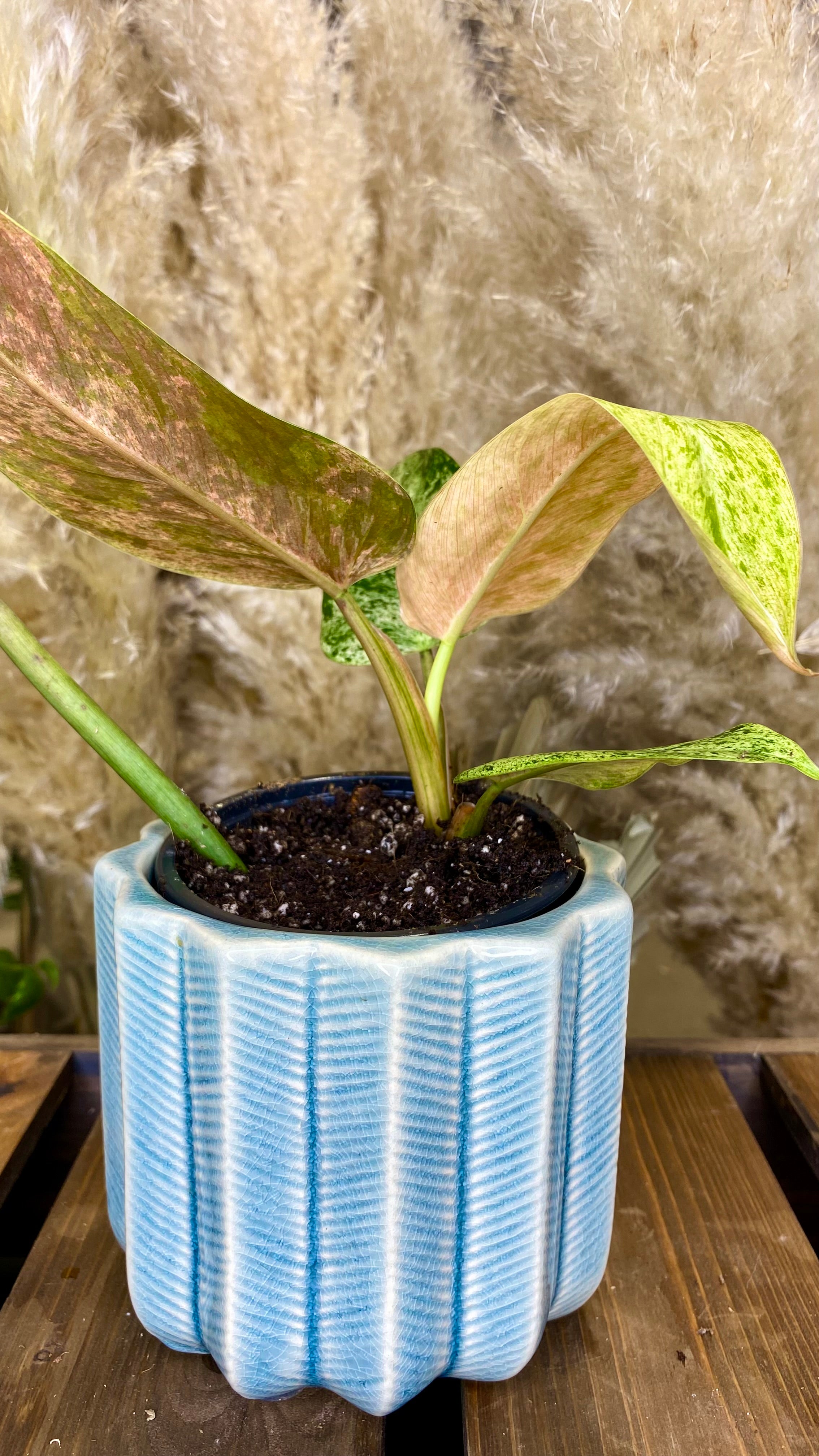 Philodendron Domesticum Marble Variegated (WP50)