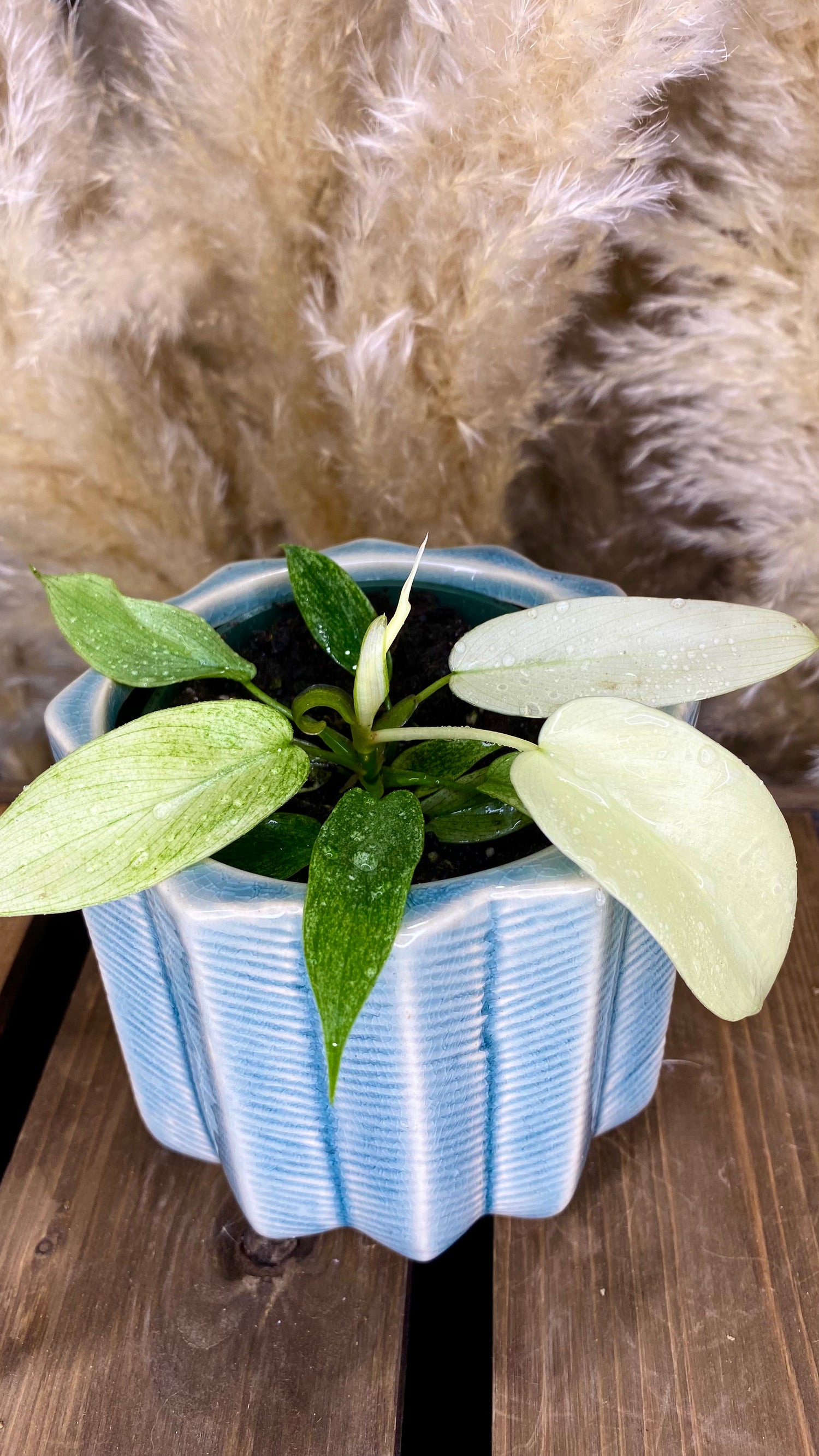 Philodendron Florida Ghost 4"
