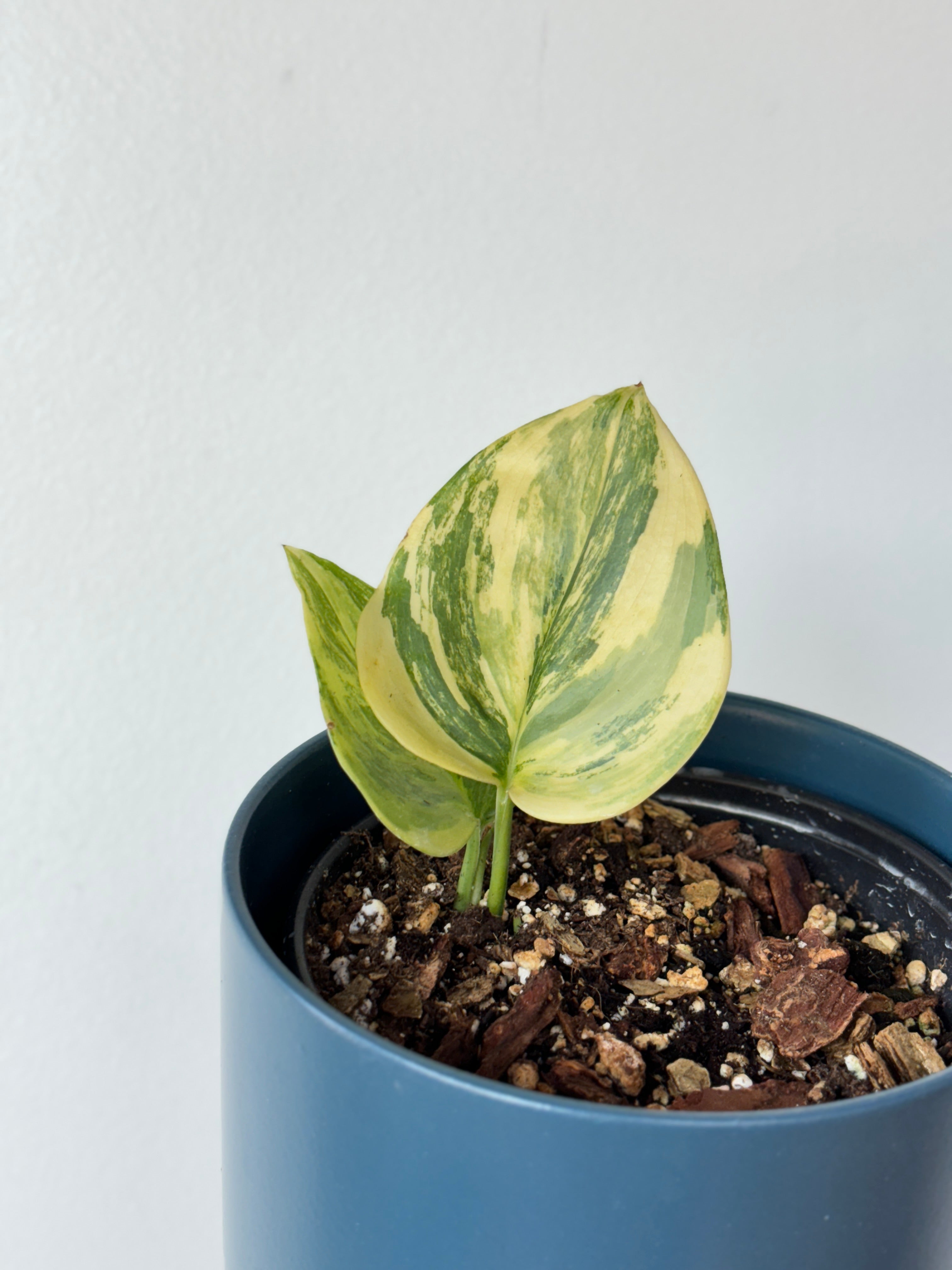 Scindapsus Treubii Moonlight Variegated