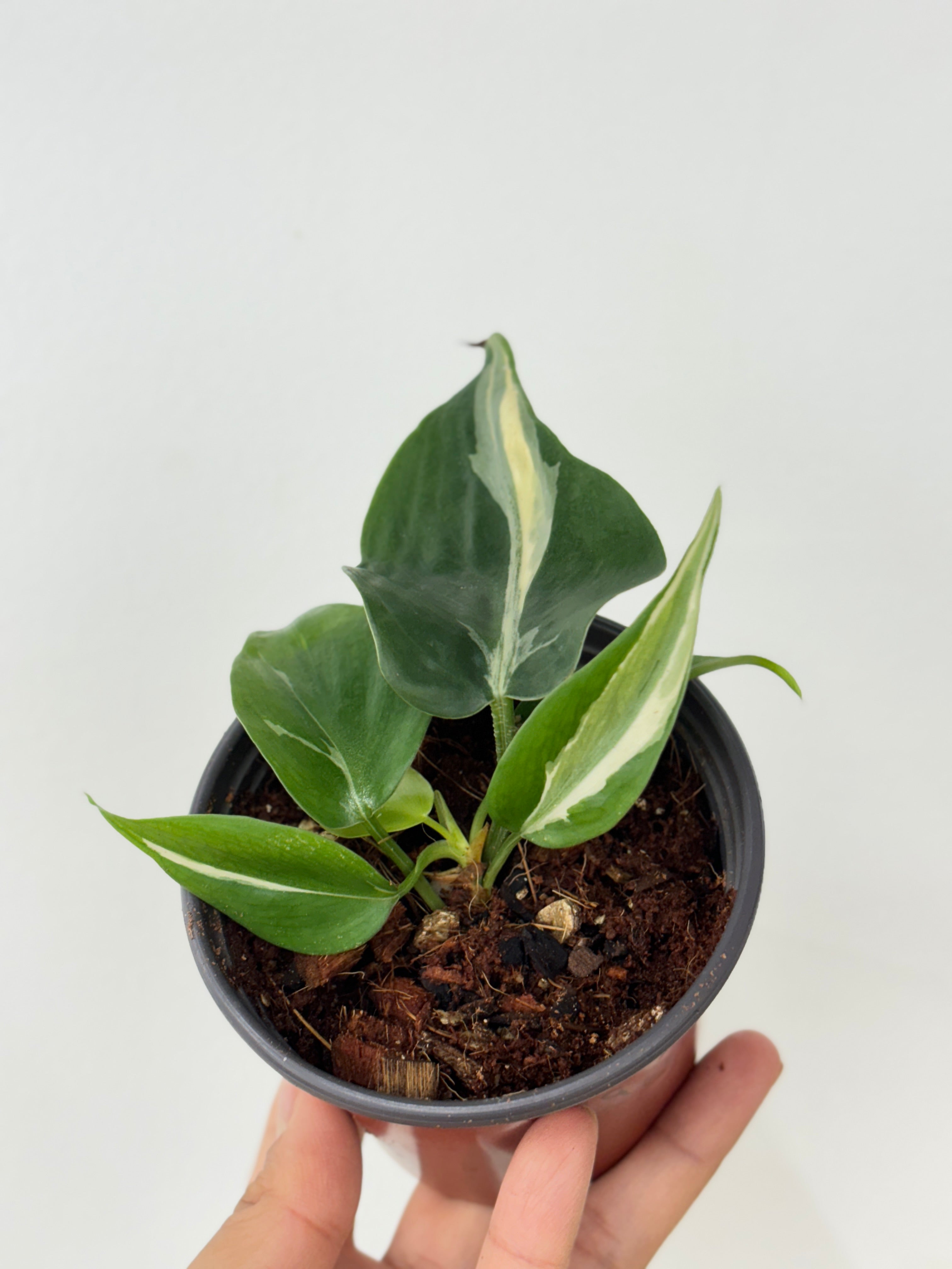 Philodendron Rio (sm)