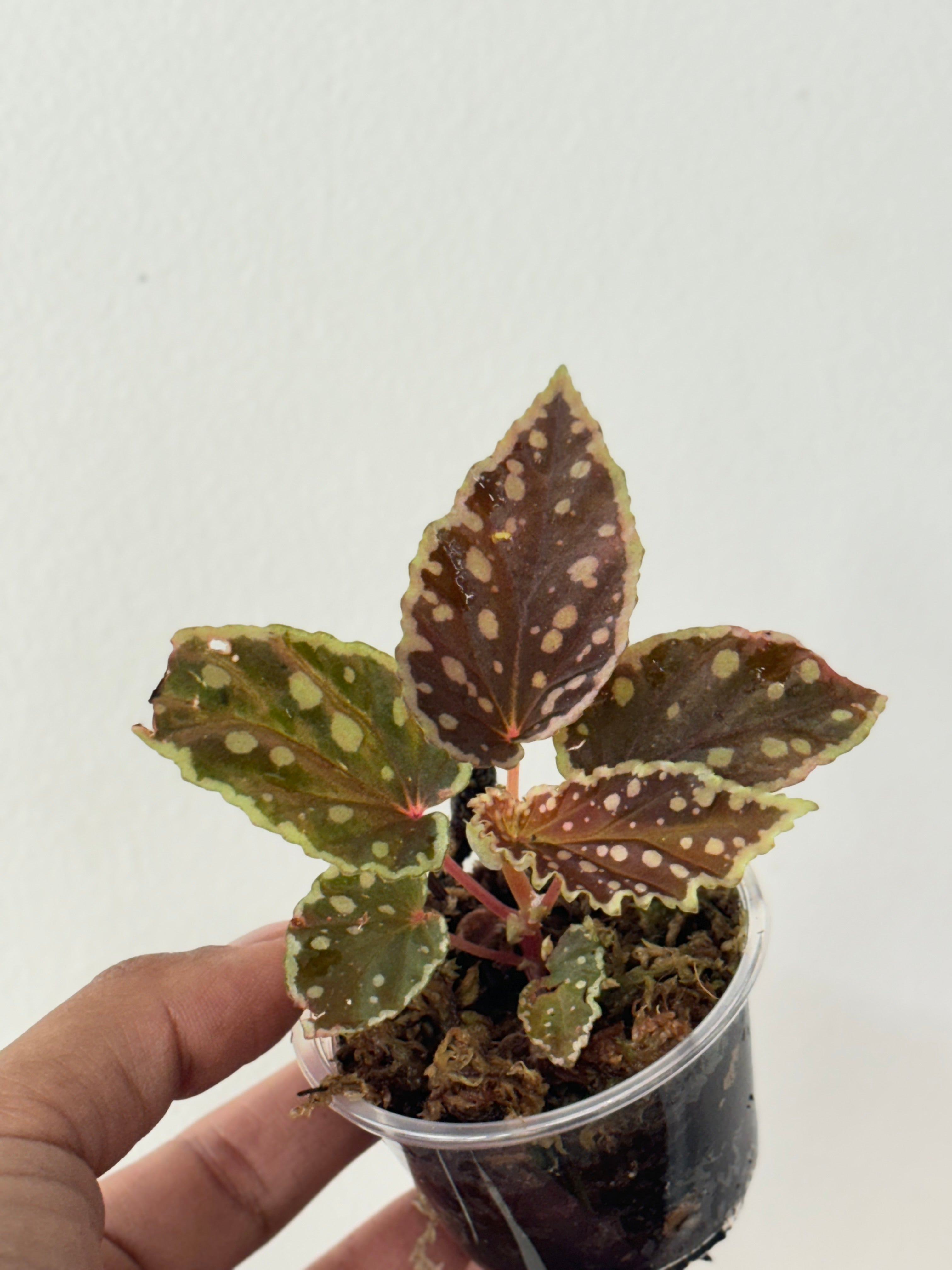 Begonia Dinhdui x Umbellata