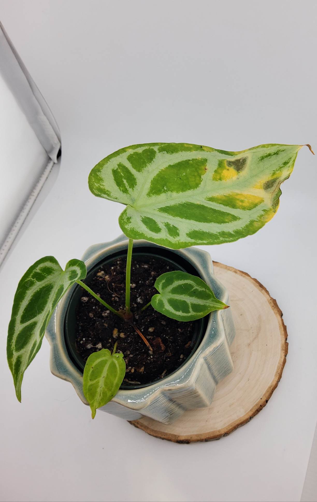 Anthurium Crystal Hope (WA47)