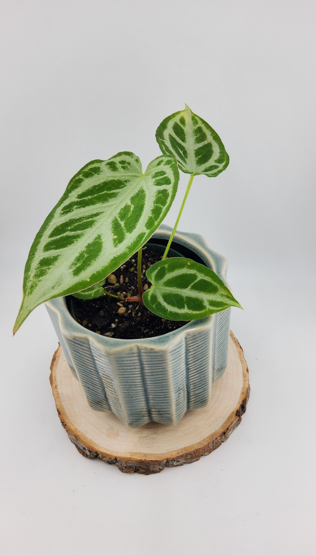 Anthurium Crystal Hope (WA46)