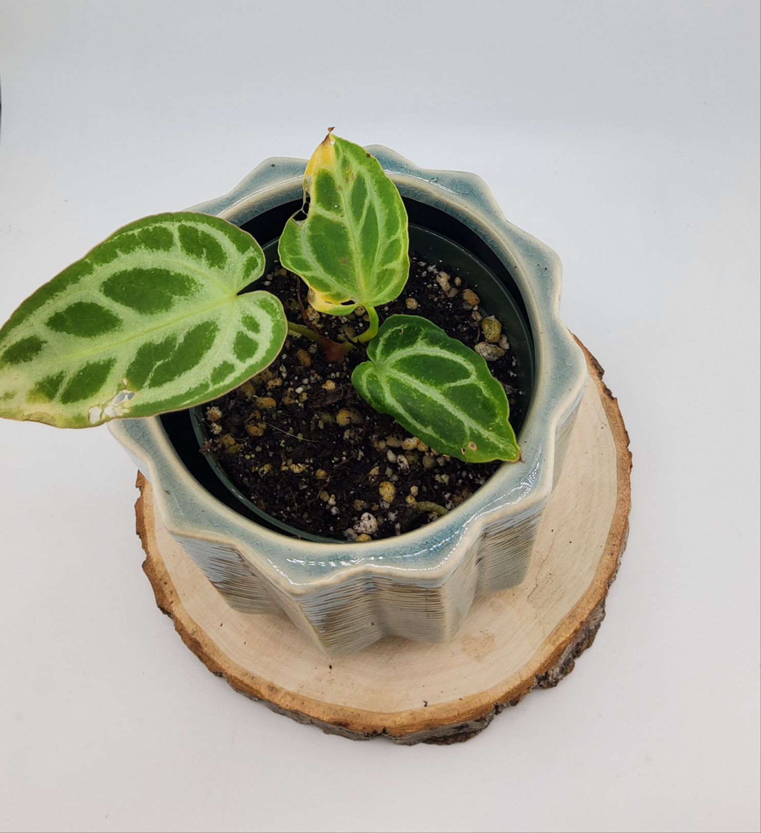 Anthurium Crystal Hope (WA50)