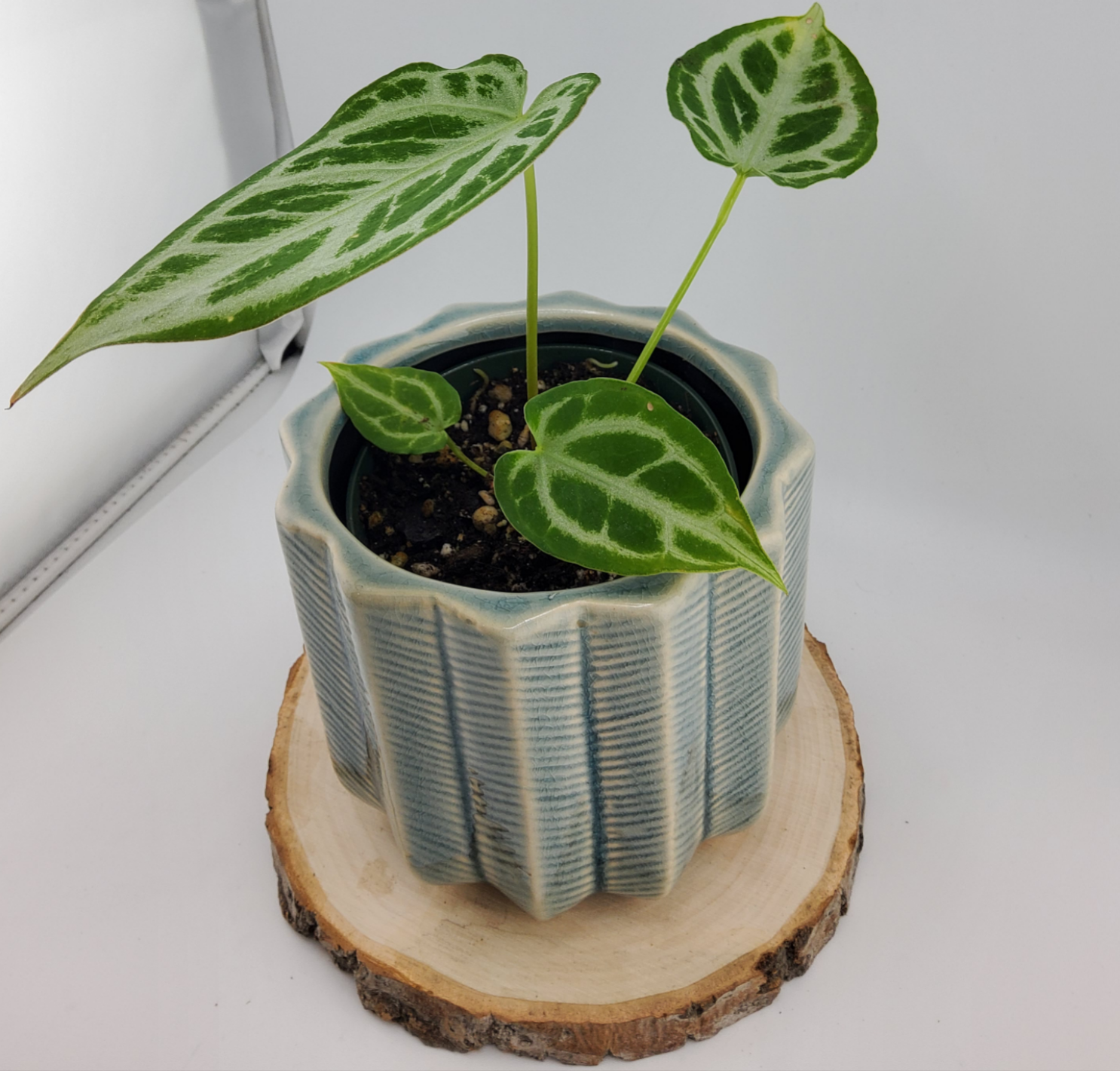 Anthurium Crystal Hope (WA46)