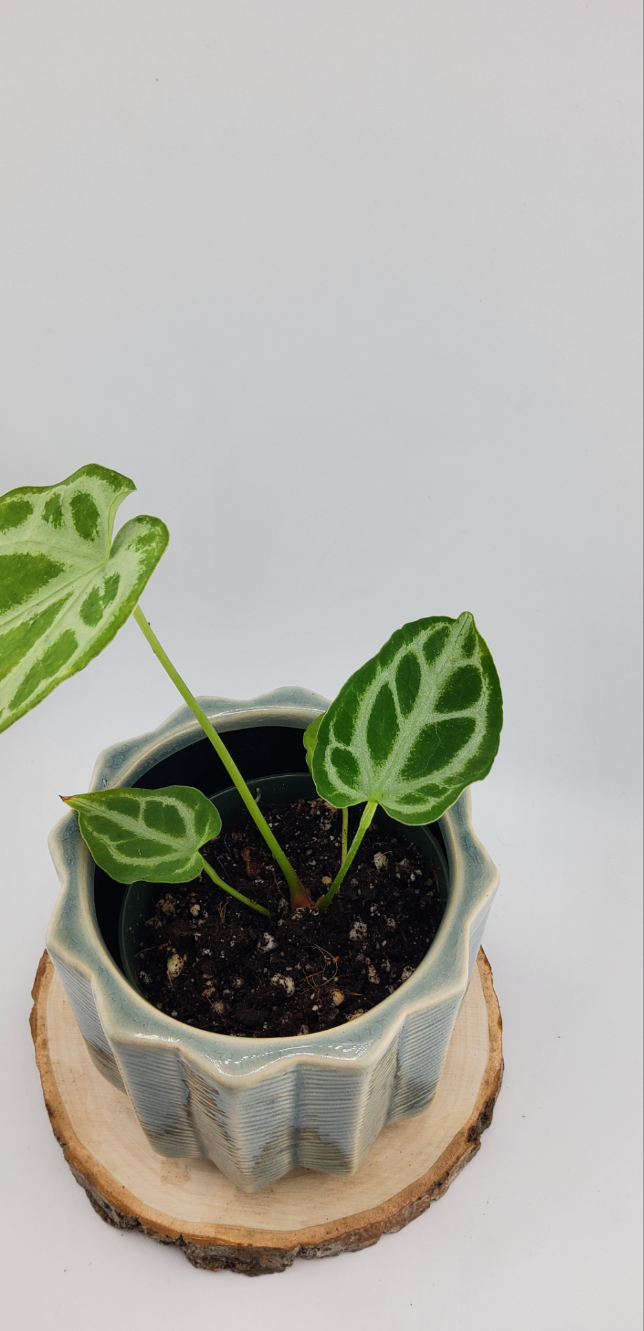 Anthurium Crystal Hope (WA47)