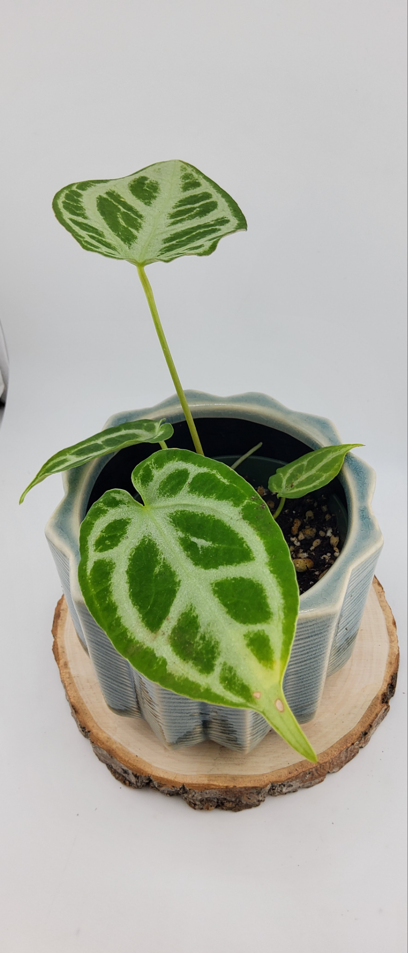 Anthurium Crystal Hope (WA46)