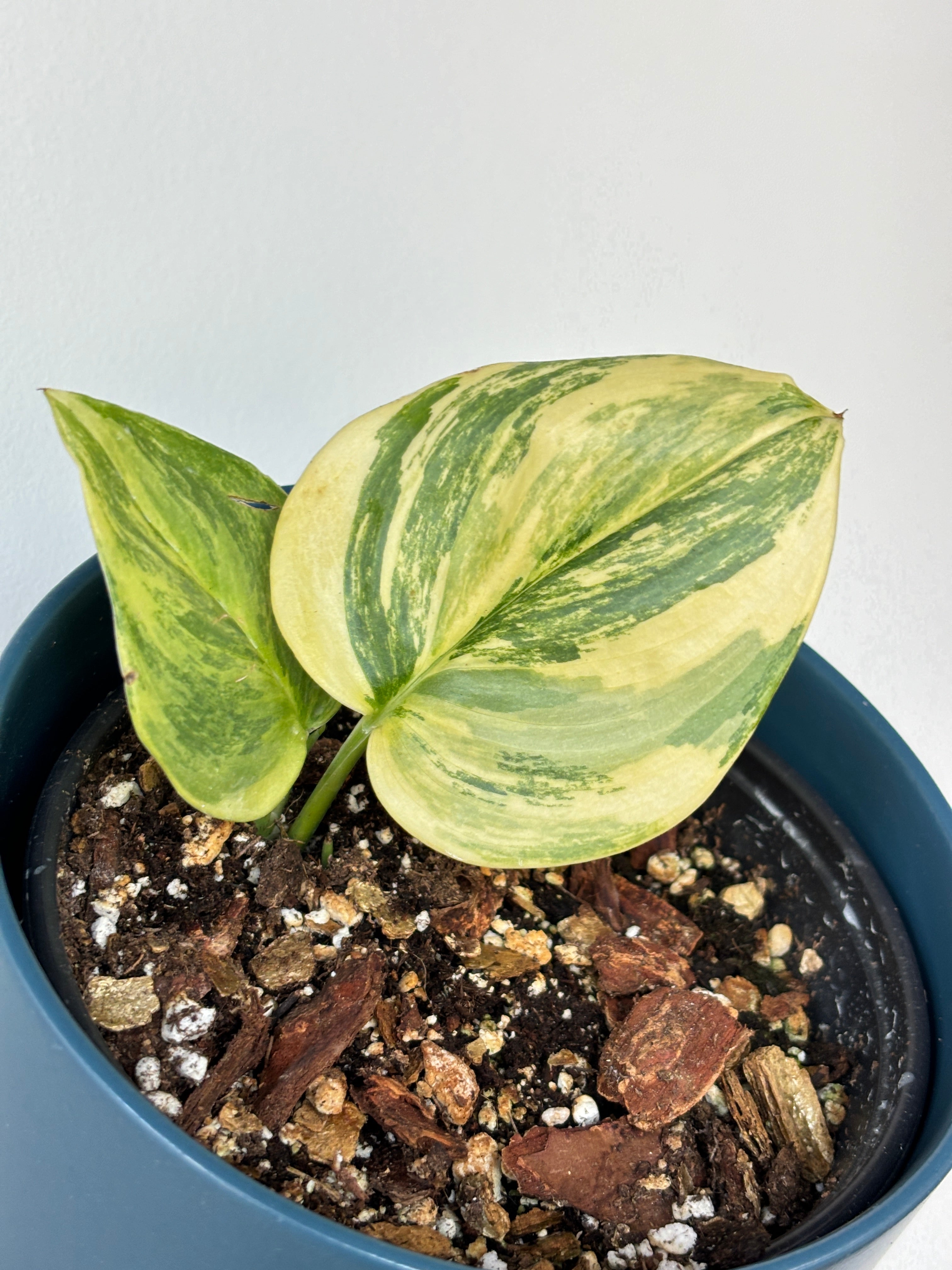 Scindapsus Treubii Moonlight Variegated