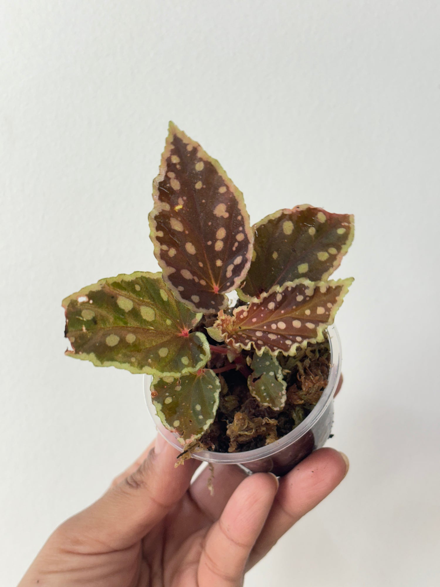 Begonia Dinhdui x Umbellata