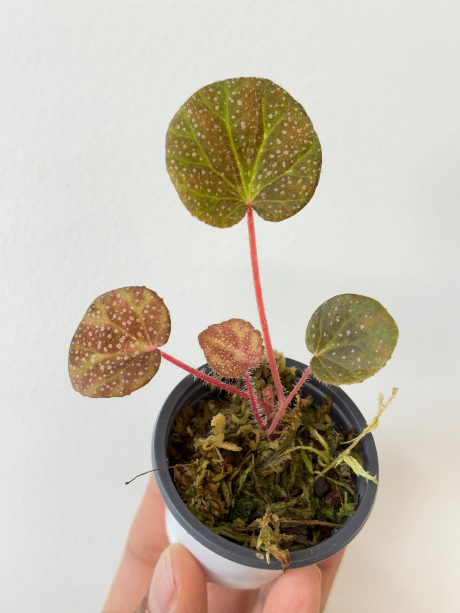 begonia layman smithii