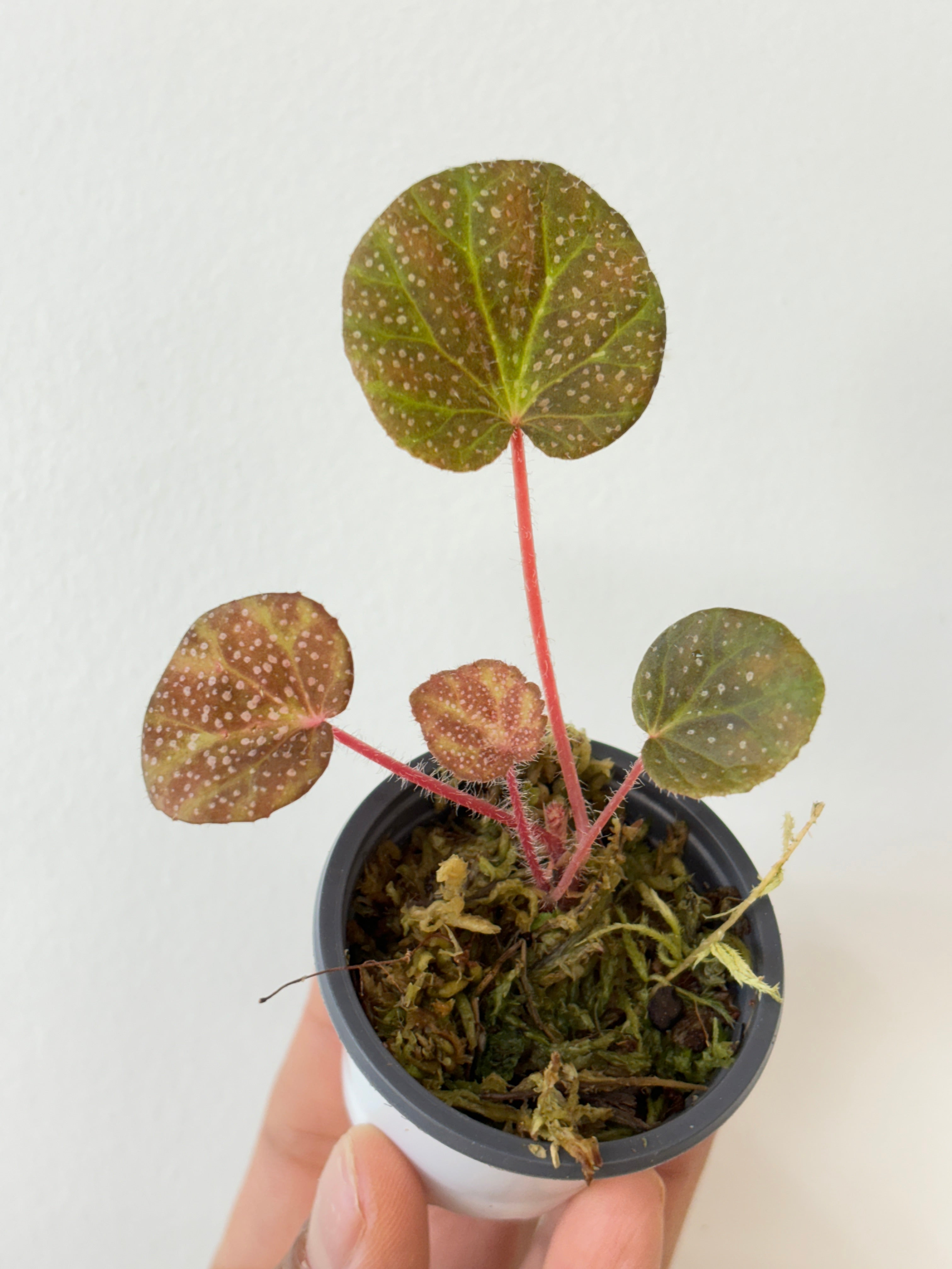 begonia layman smithii