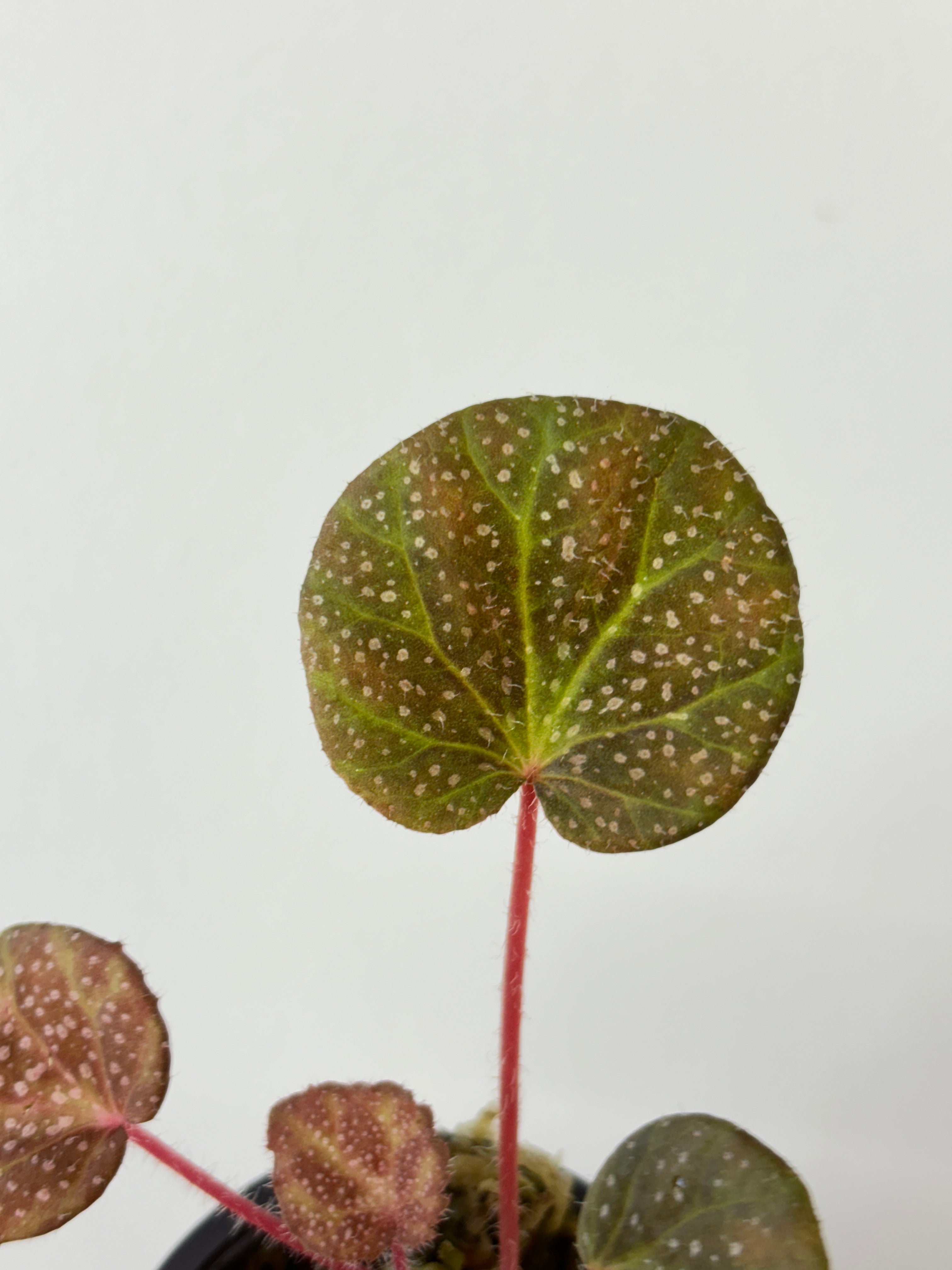 begonia layman smithii