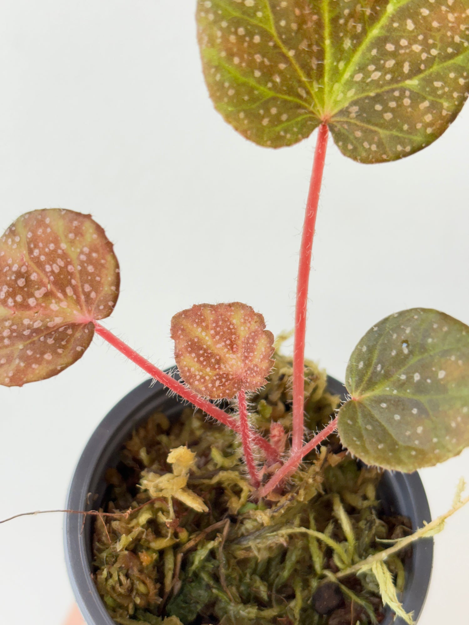 begonia layman smithii