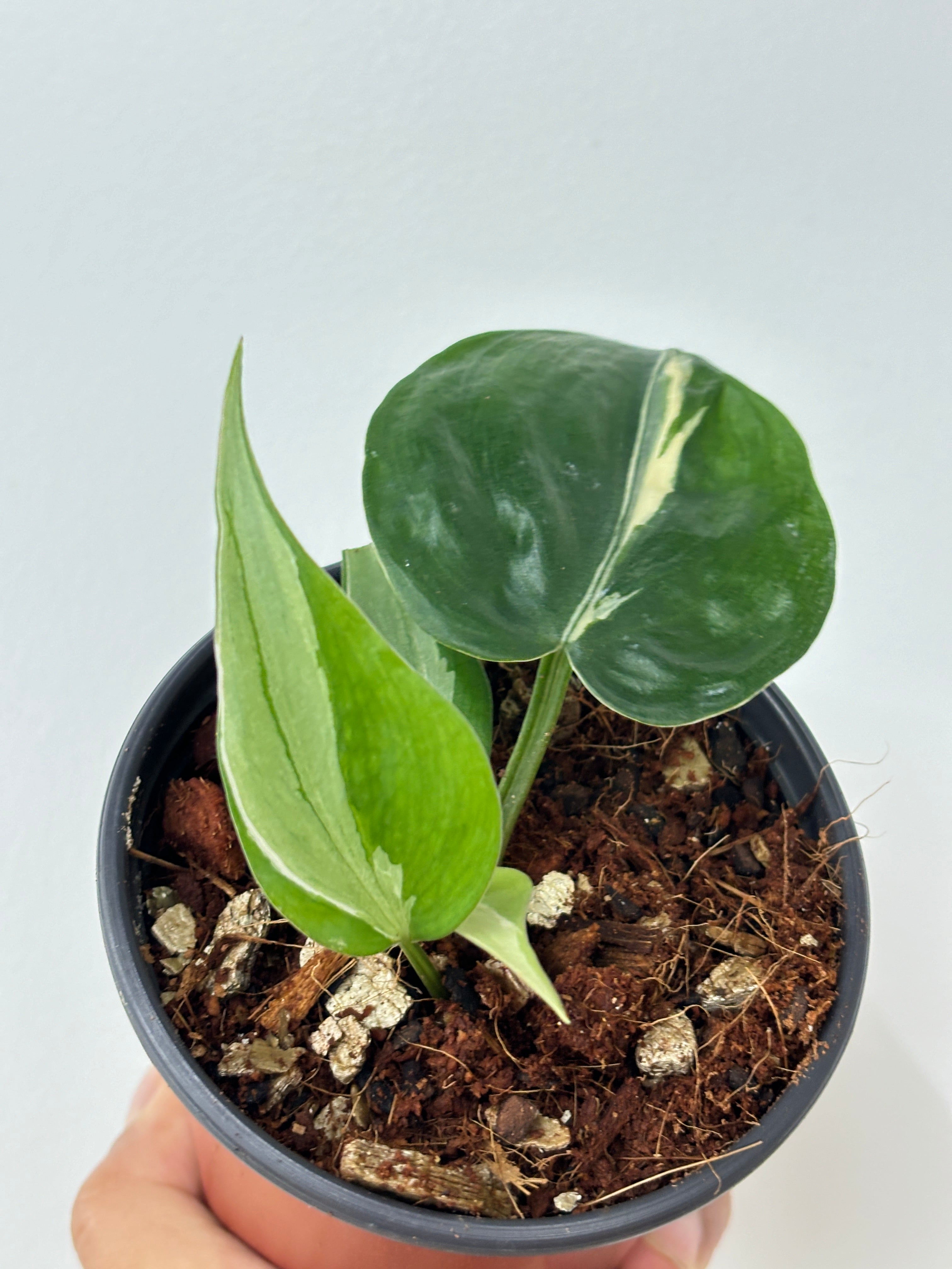 Philodendron Rio (sm)