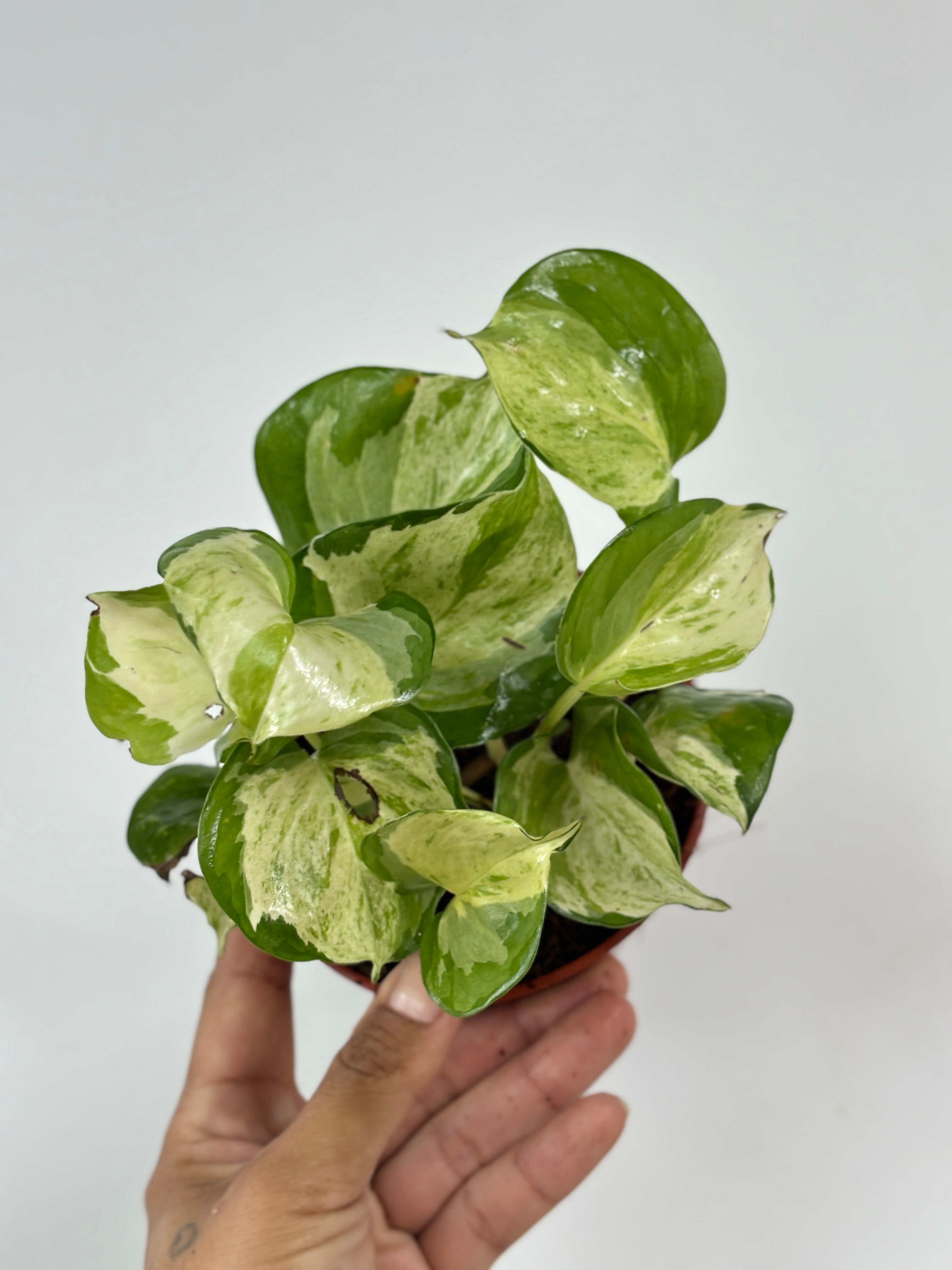 Manjula Pothos