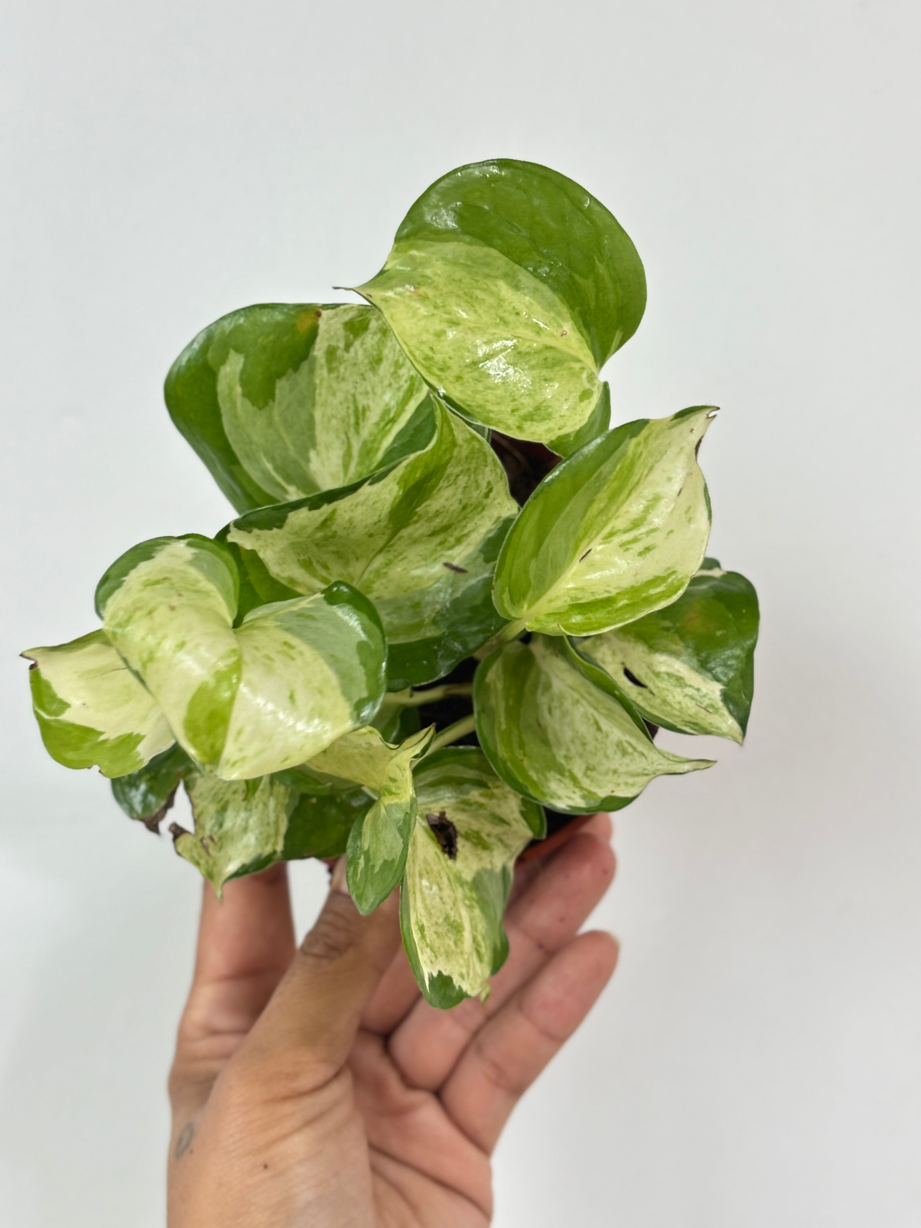Manjula Pothos
