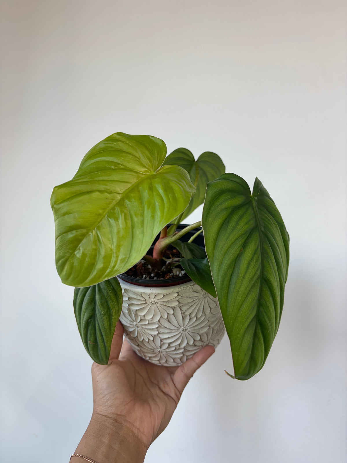Philodendron sp. Colombia