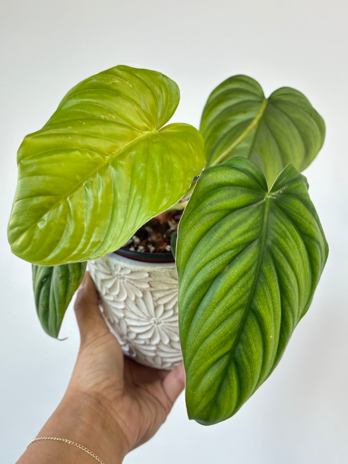 Philodendron sp. Colombia