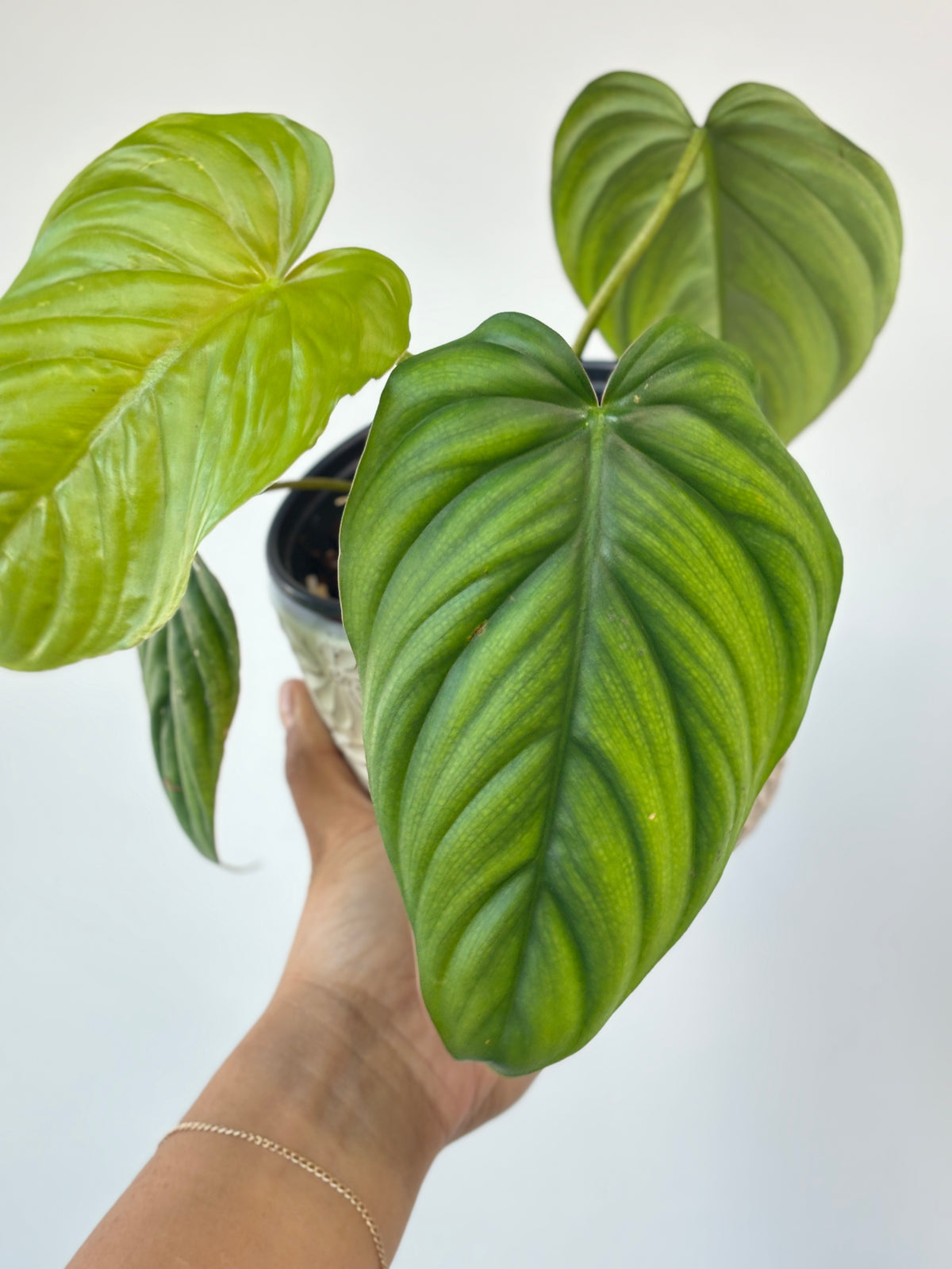 Philodendron sp. Colombia