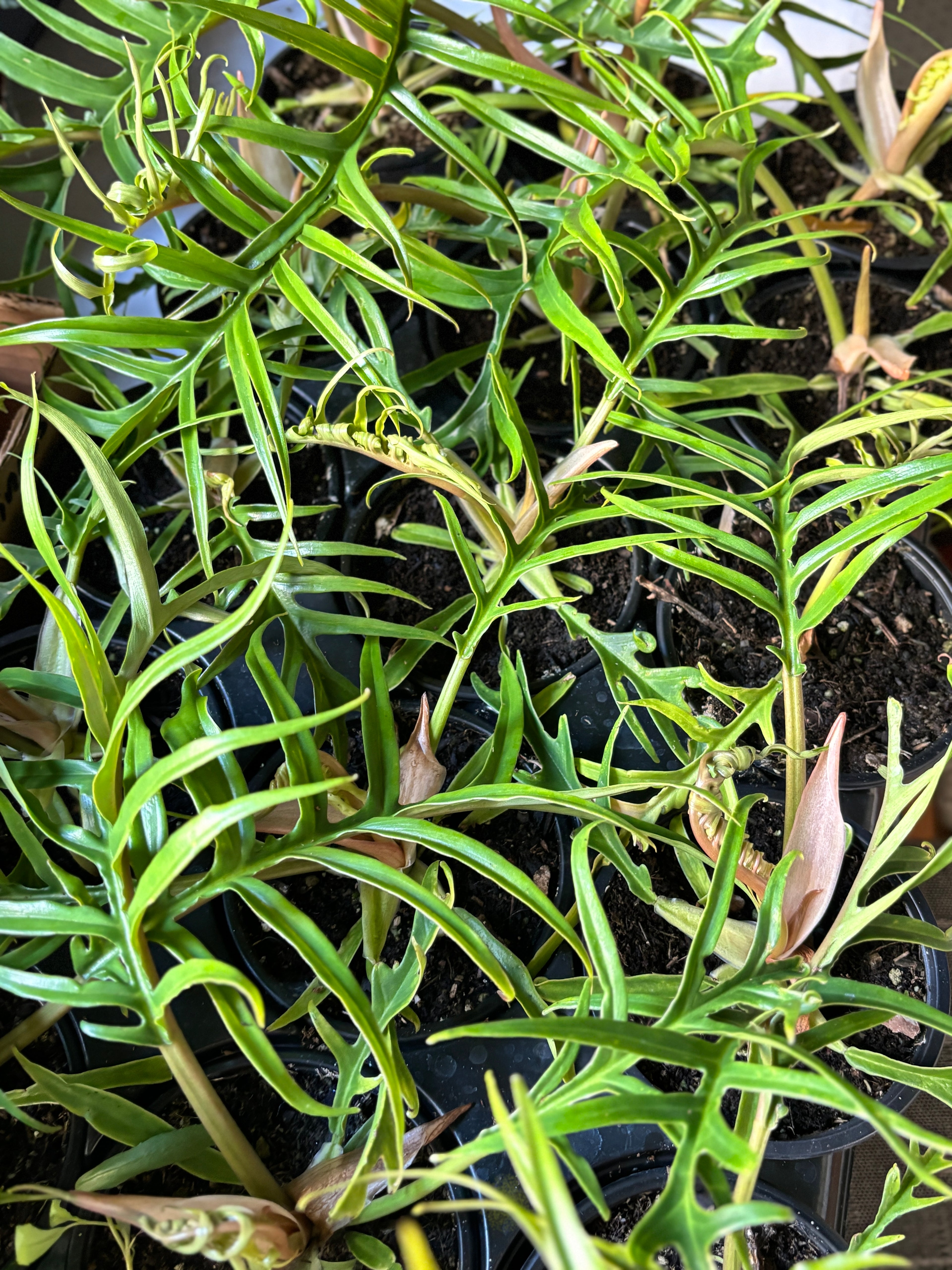 Philodendron Tortum 4"