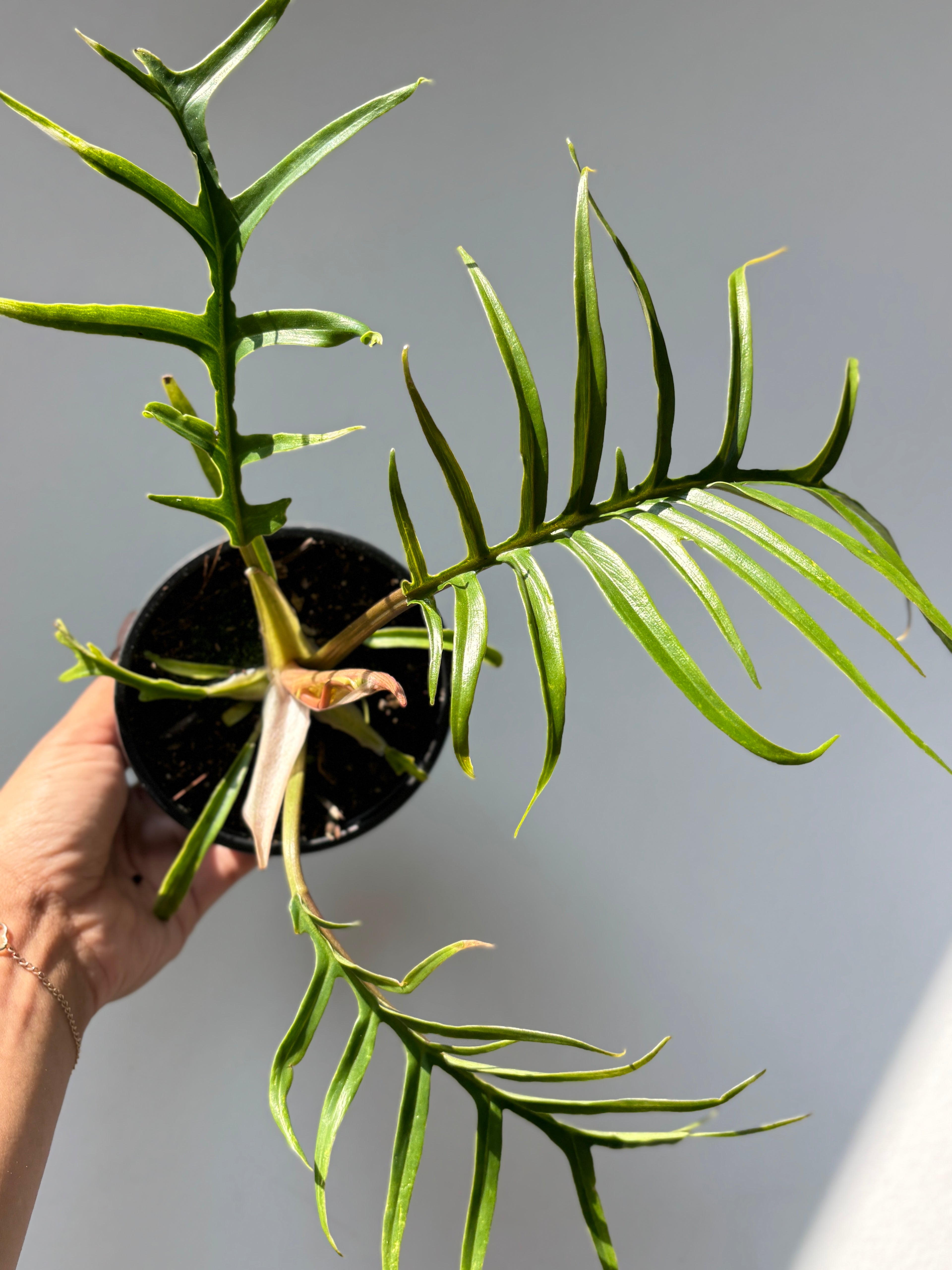 Philodendron Tortum 4"