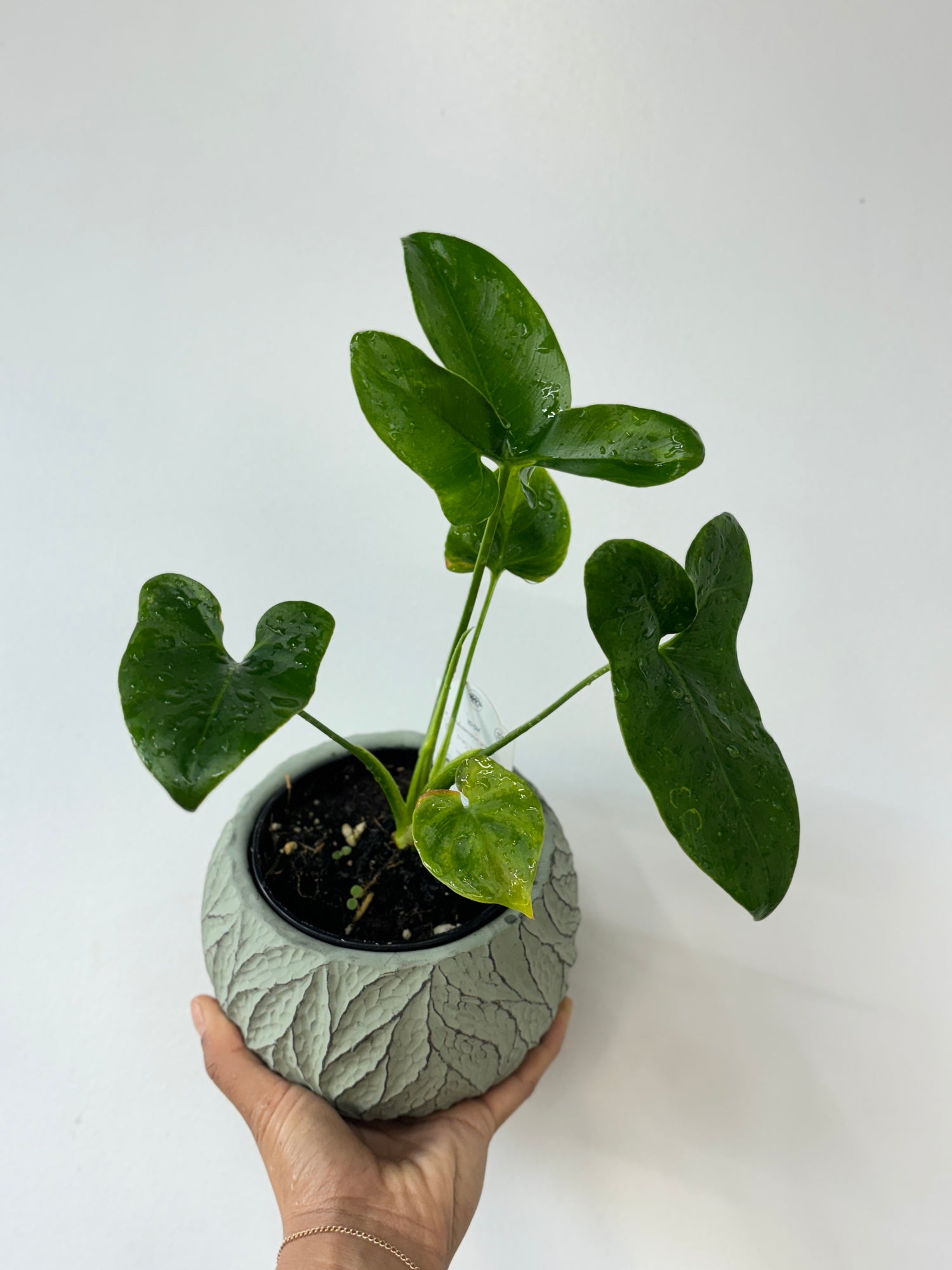 Philodendron Nobel 4"