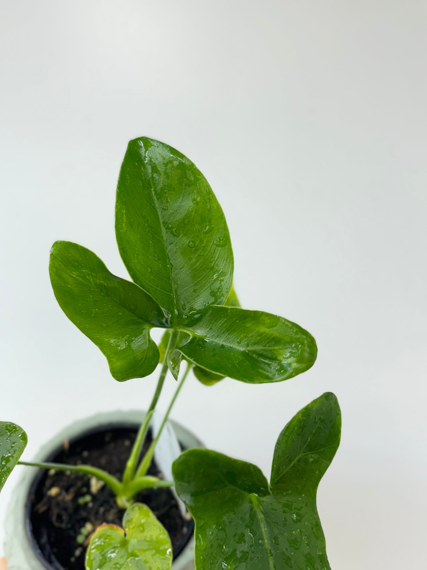 Philodendron Nobel 4"