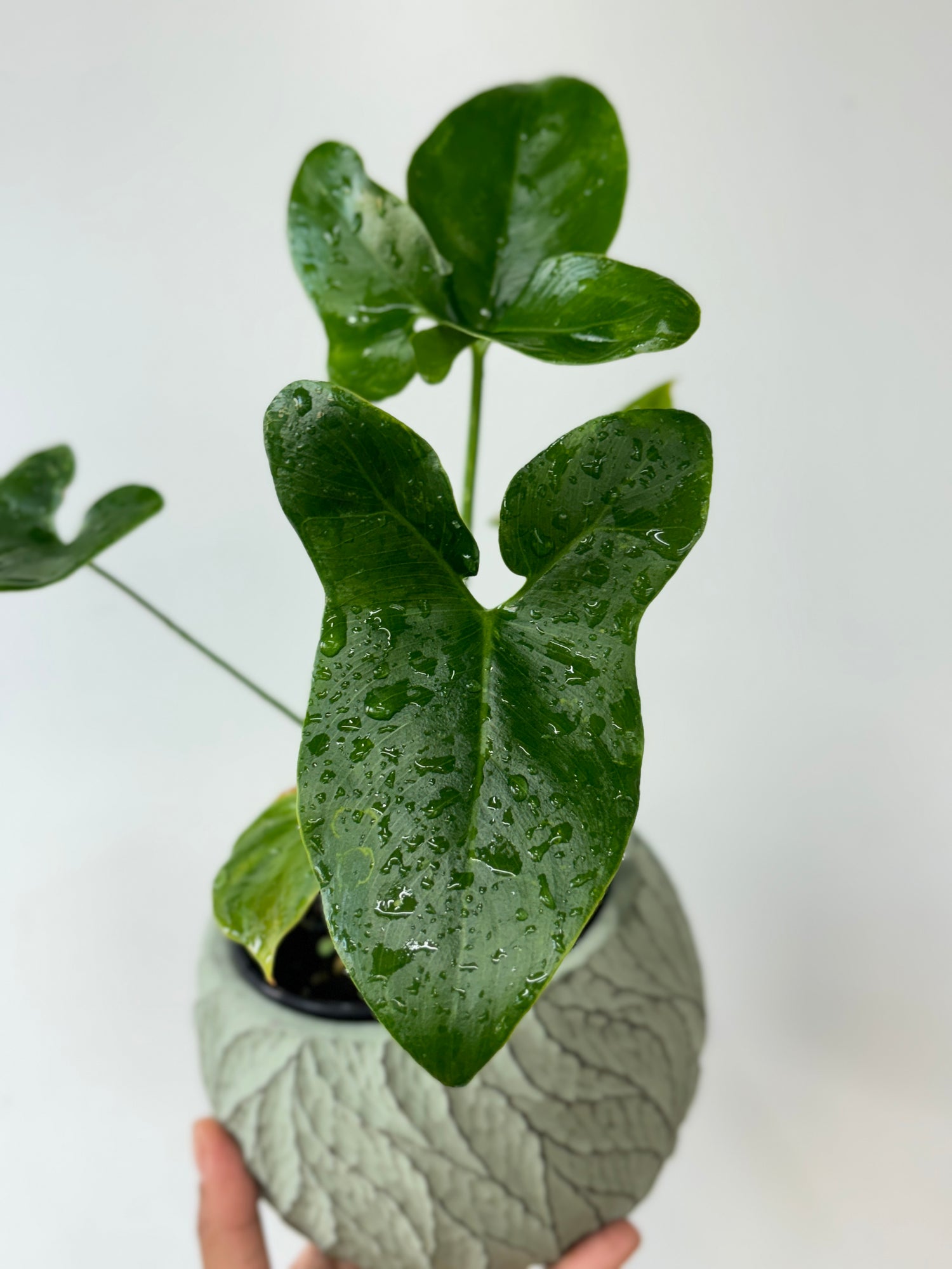 Philodendron Nobel 4"